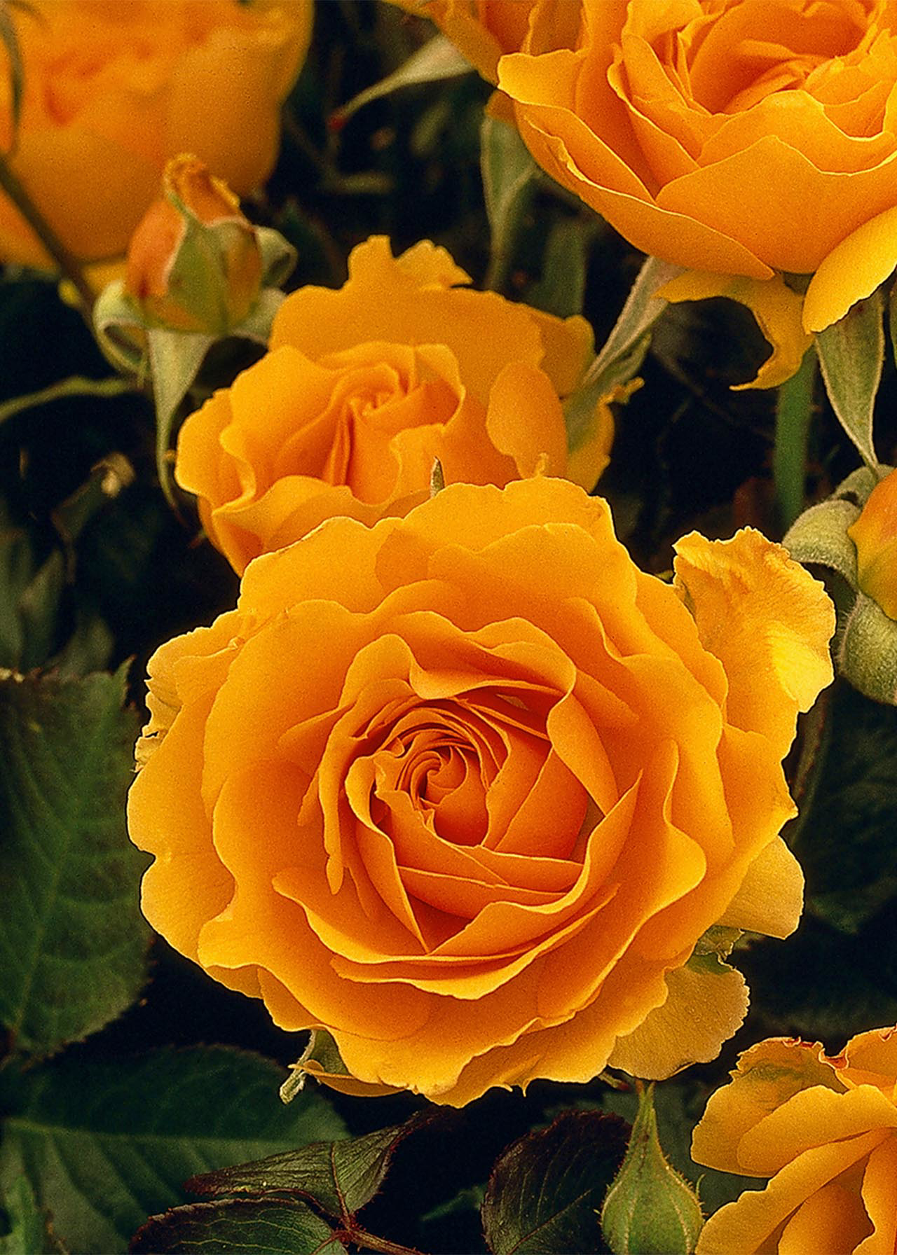 Rose Orange Princess 3ltr