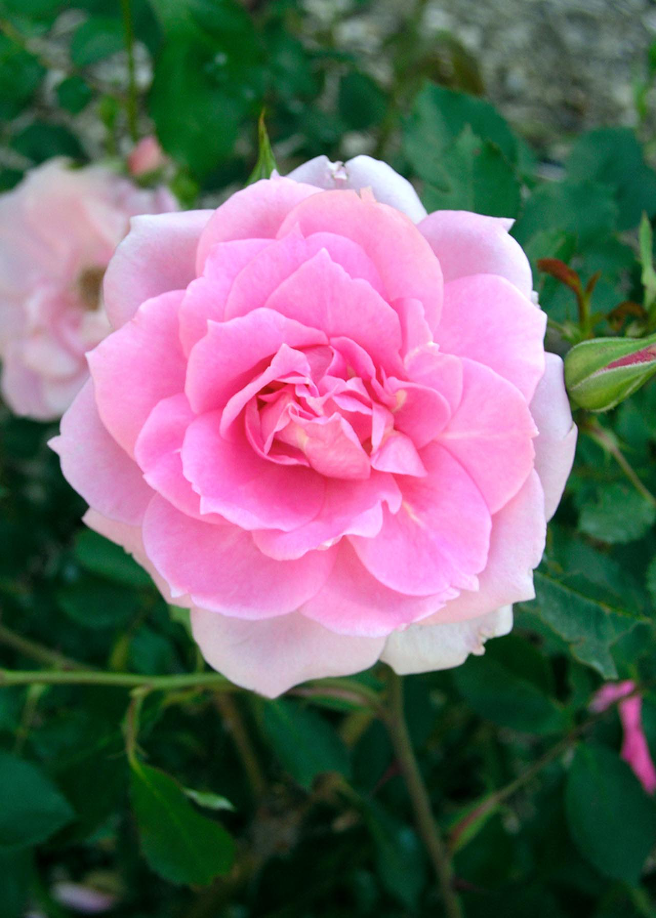 Rose Double Princess 3ltr