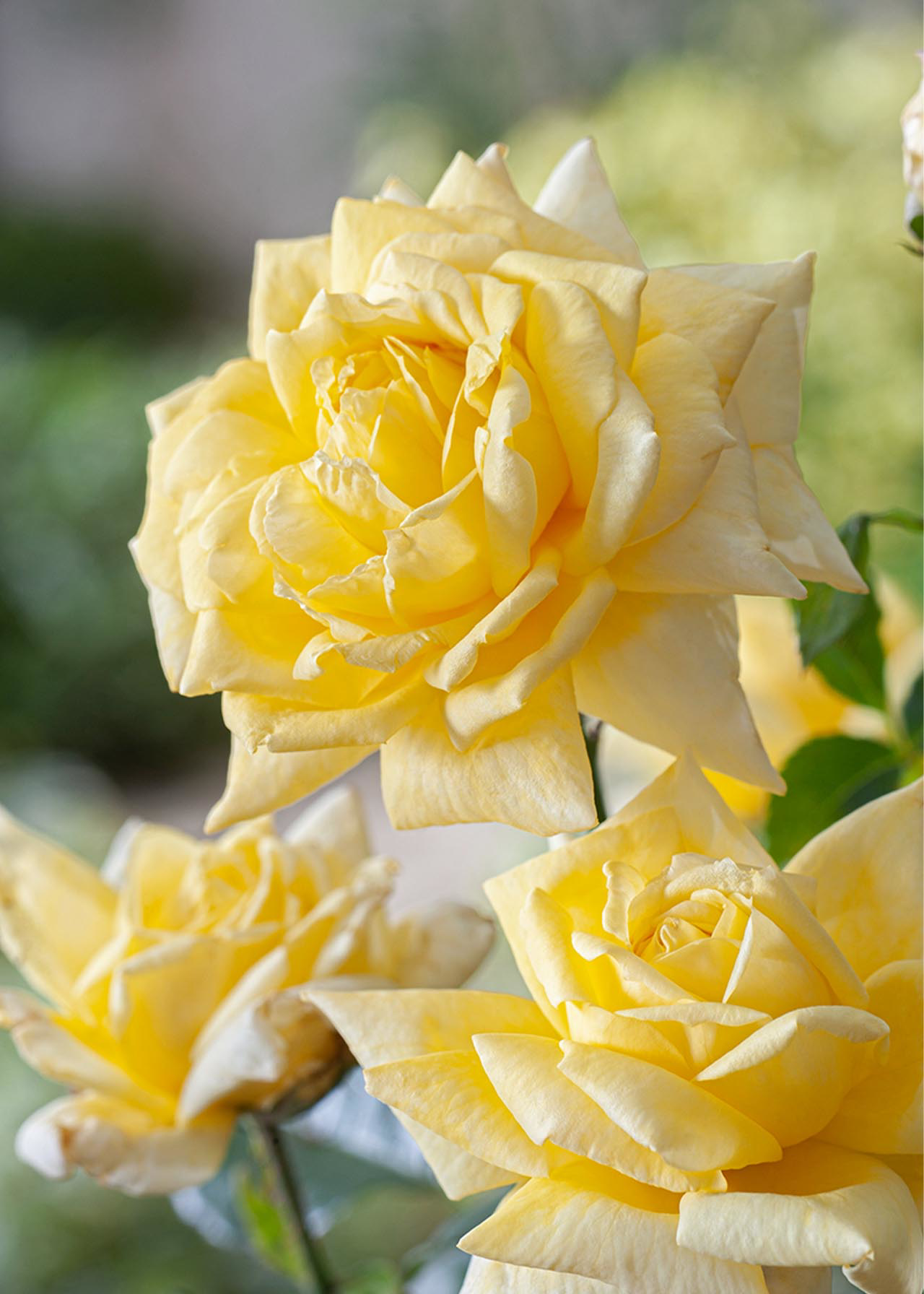 Rose Golden Lady 3ltr