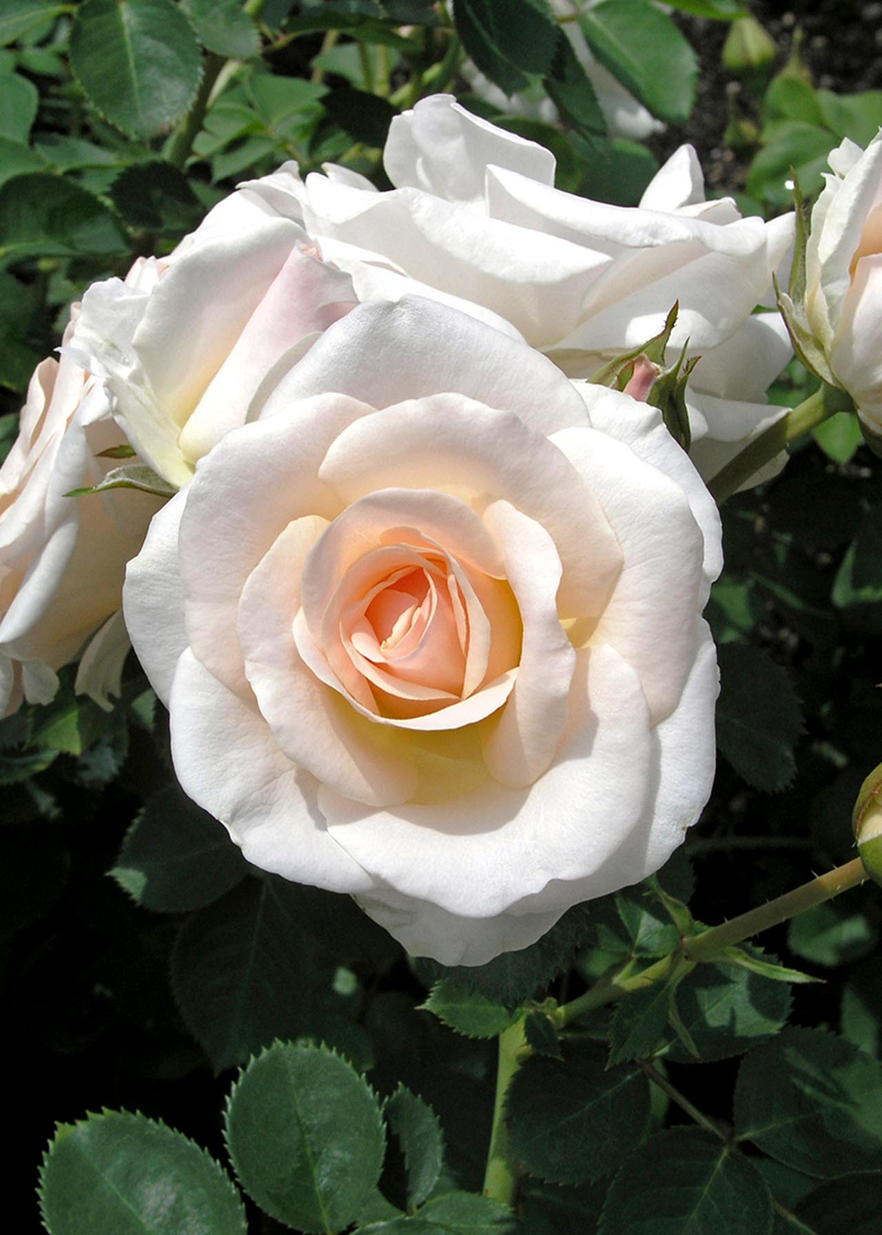 Rose White Lady 3ltr