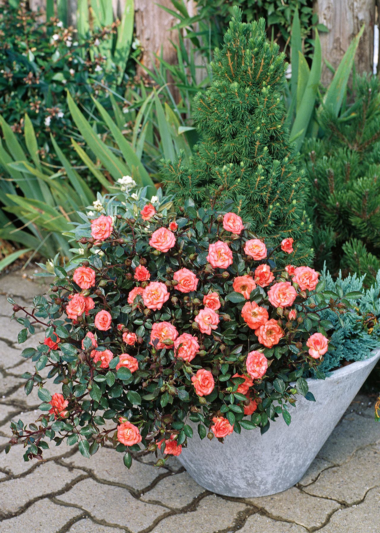 Rose Velvet Lady 3ltr