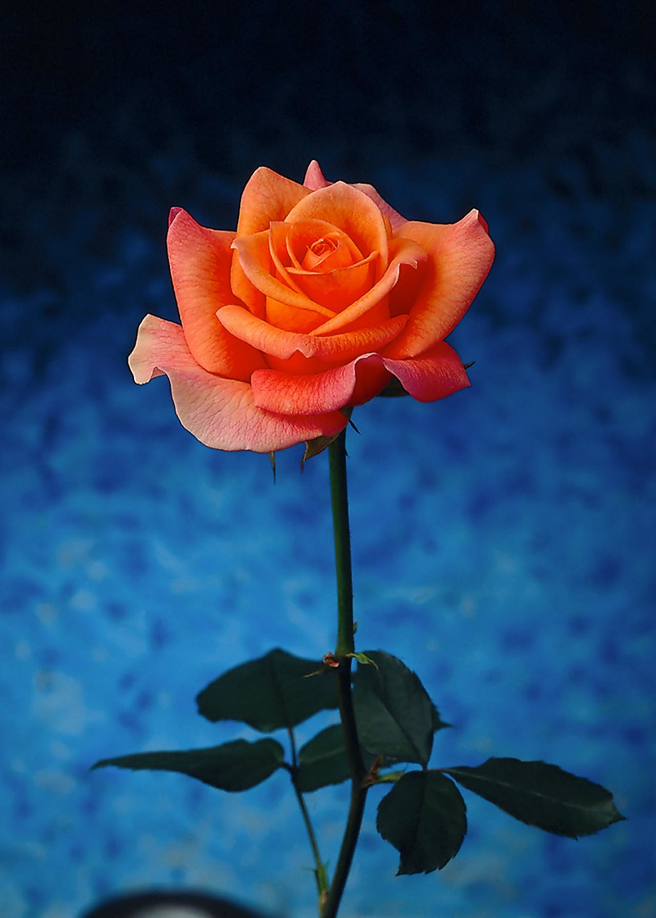 Rose Orange Lady 3ltr