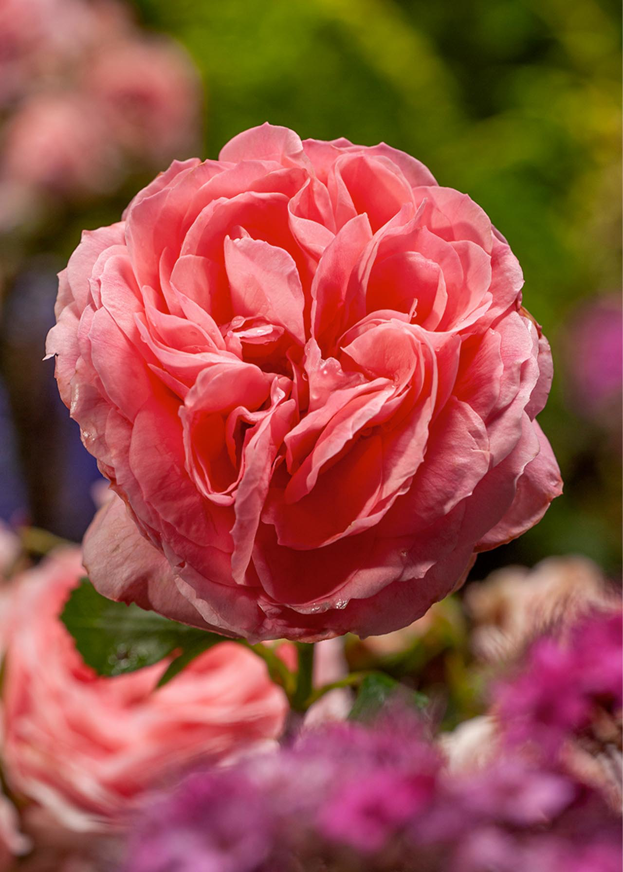 Rose Circus Lady 3ltr