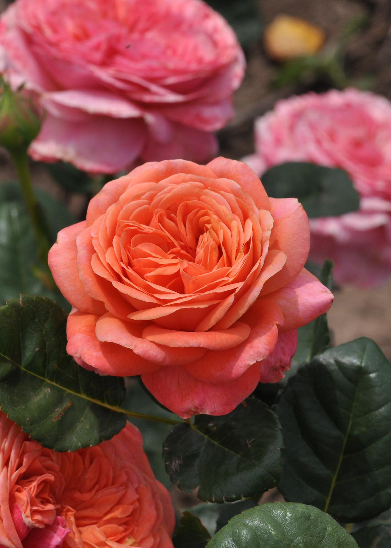 Rose Special Mum Celebration 3ltr