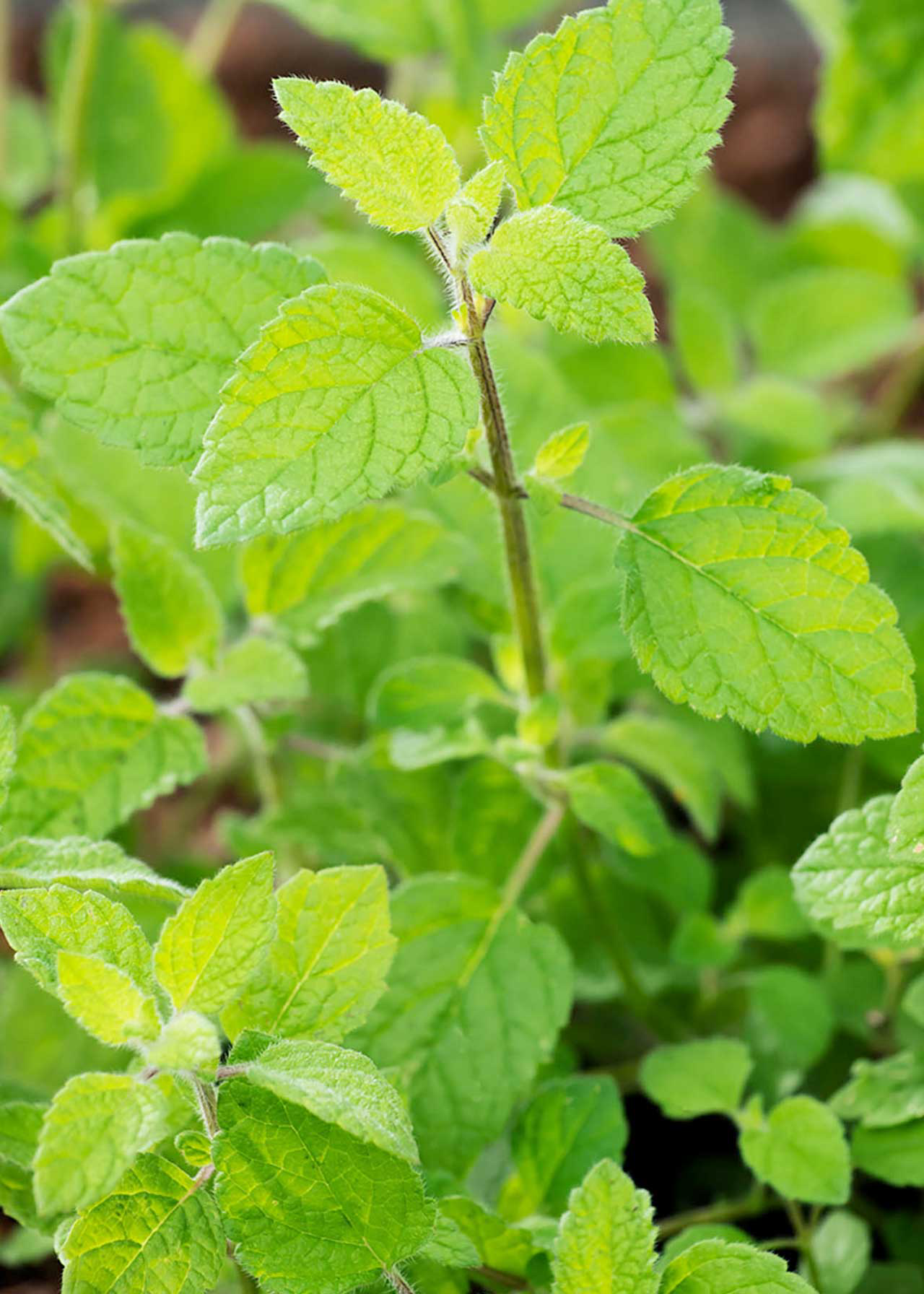 Mentha X Piperata Swiss 8.5cm