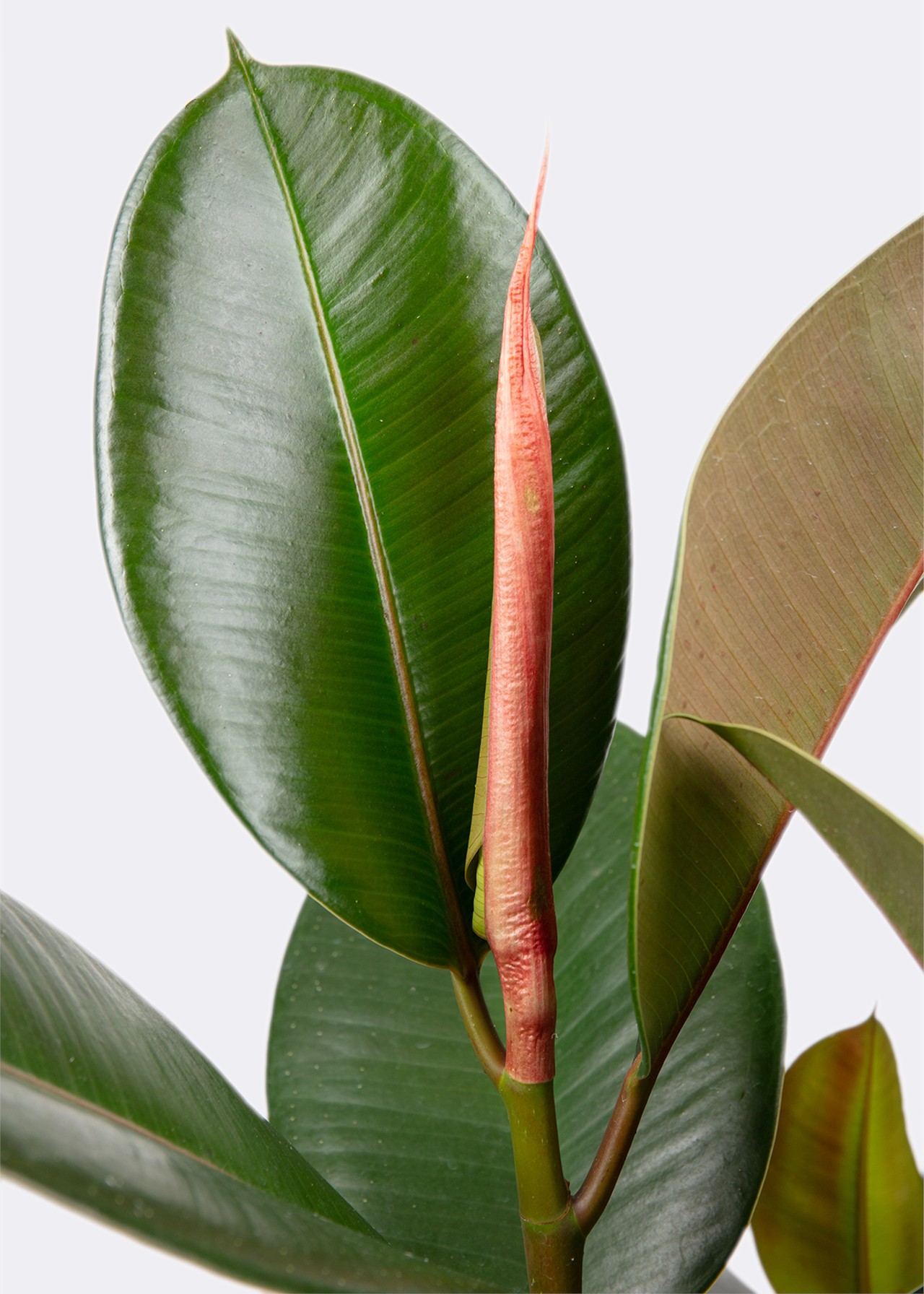 Ficus Elastica Robusta 27cm