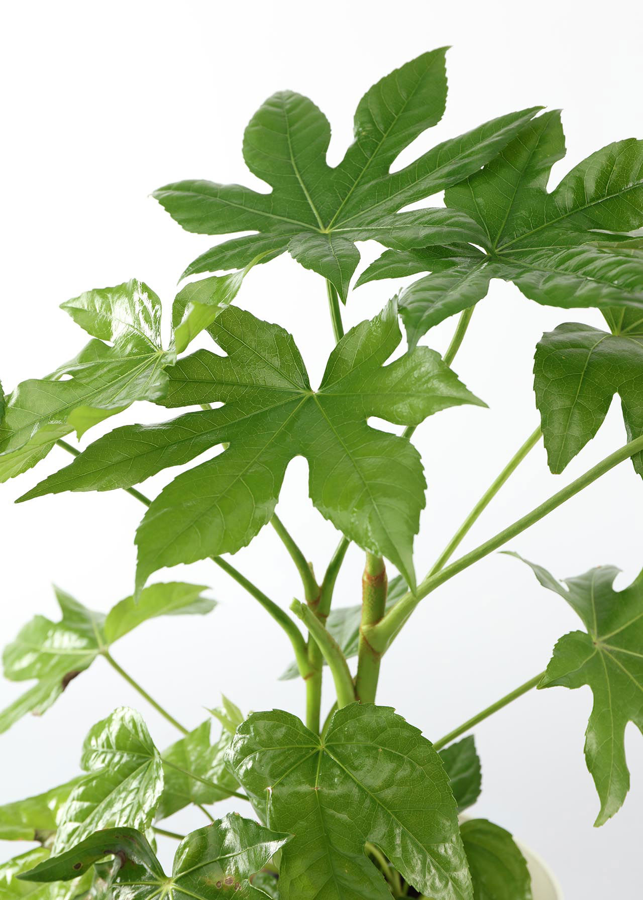 Fatsia Japonica 17cm