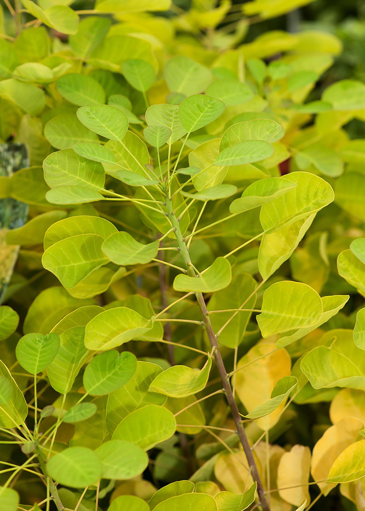 Cotinus Golden Lady 3ltr