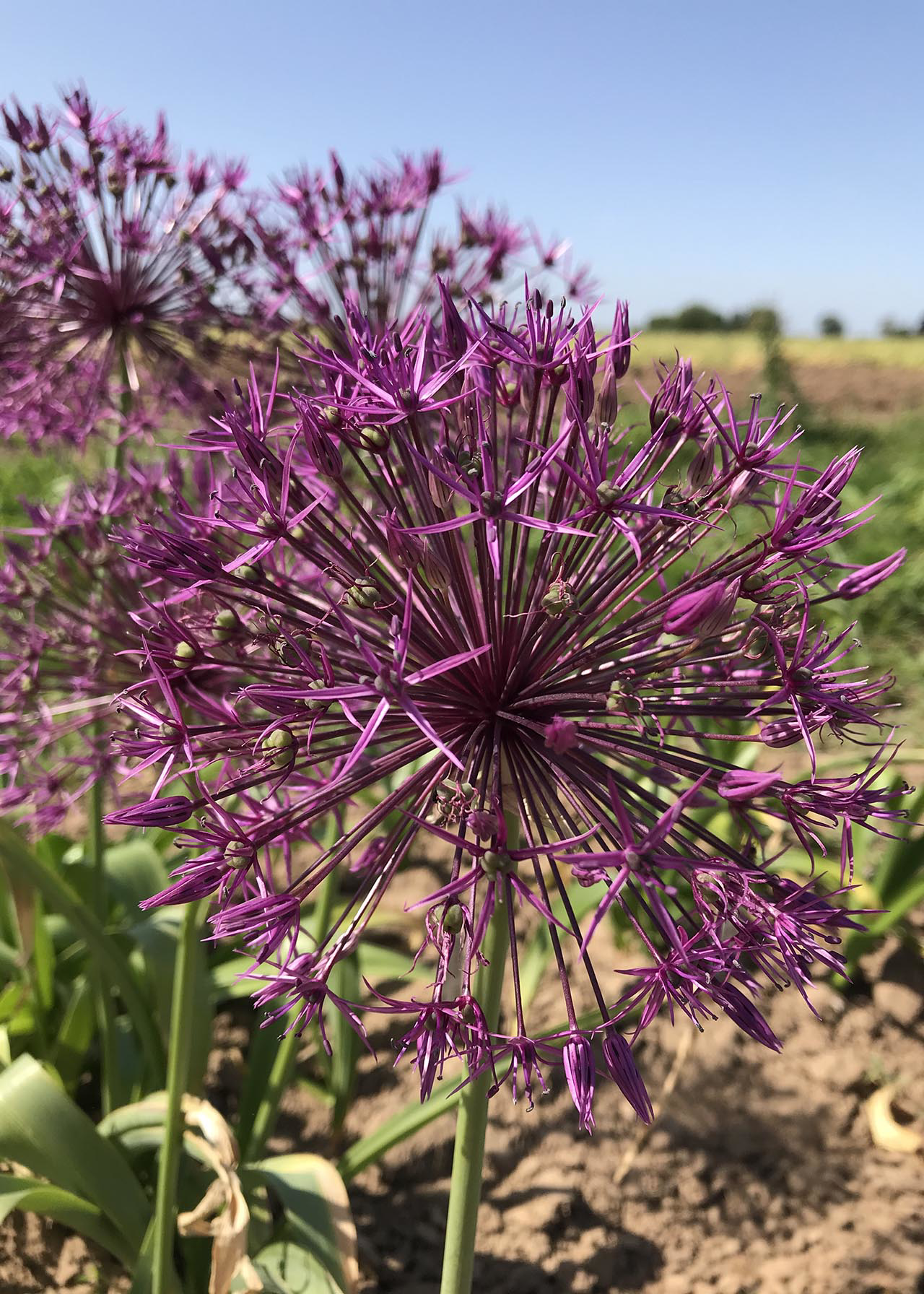 Allium Purple Rain Pack of 6