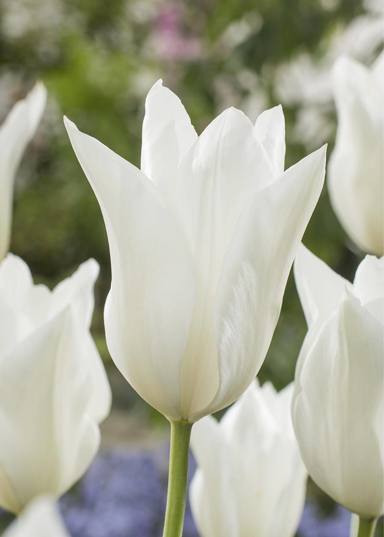 Tulip White Triumphator pack of 5