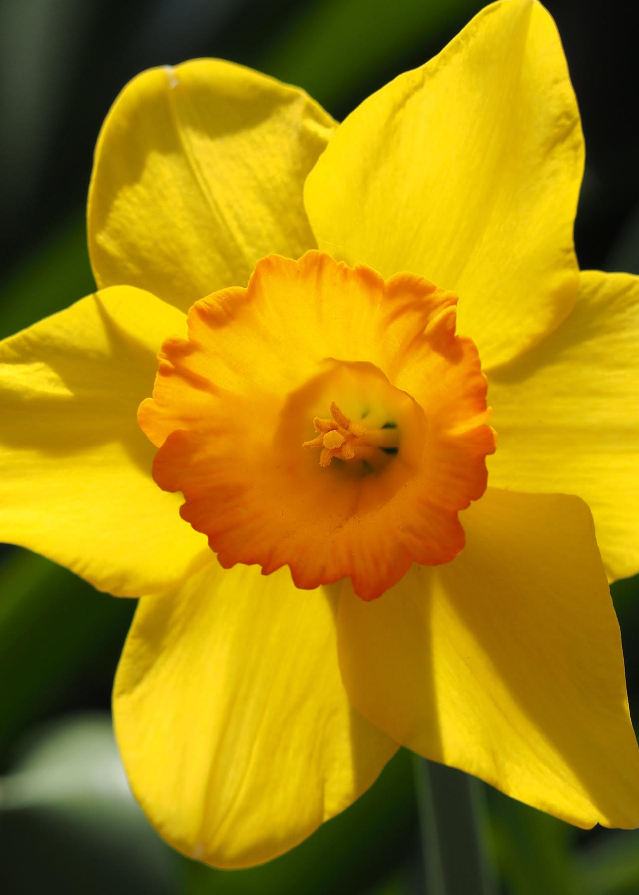 Daffodil (Narcissus) Juanita Pack of 15