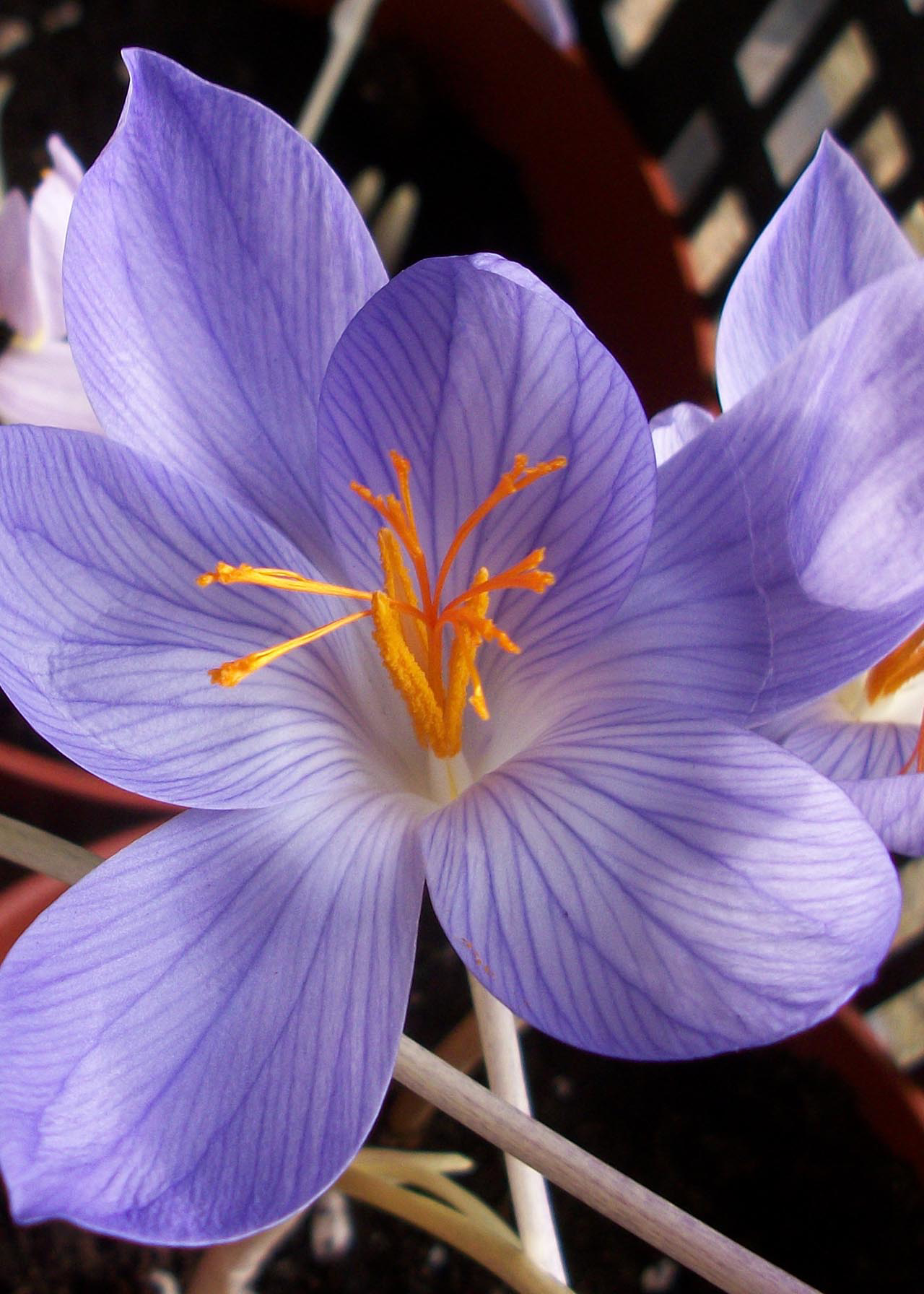 Crocus Speciosus Pack of 9