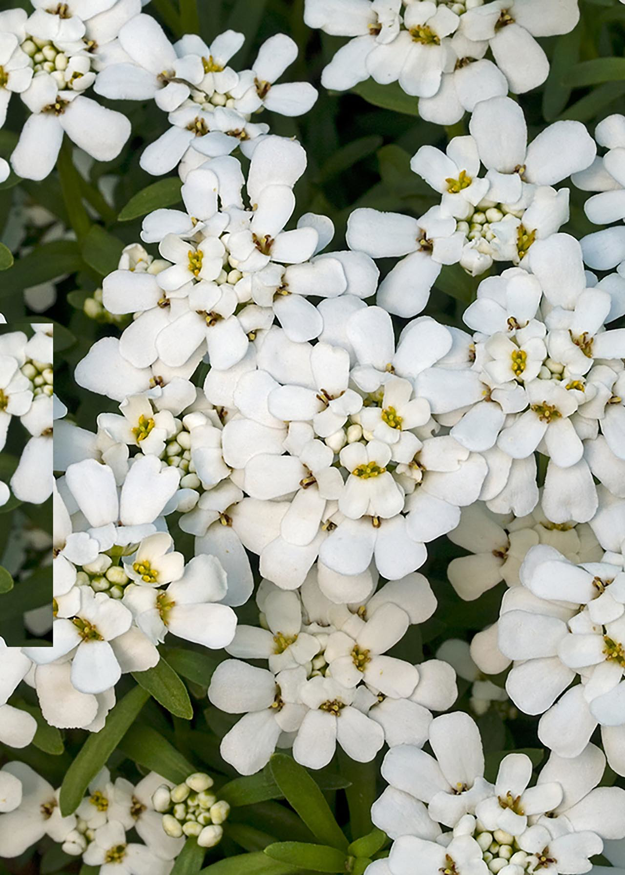 Iberis Snowsurfer Forte 2ltr