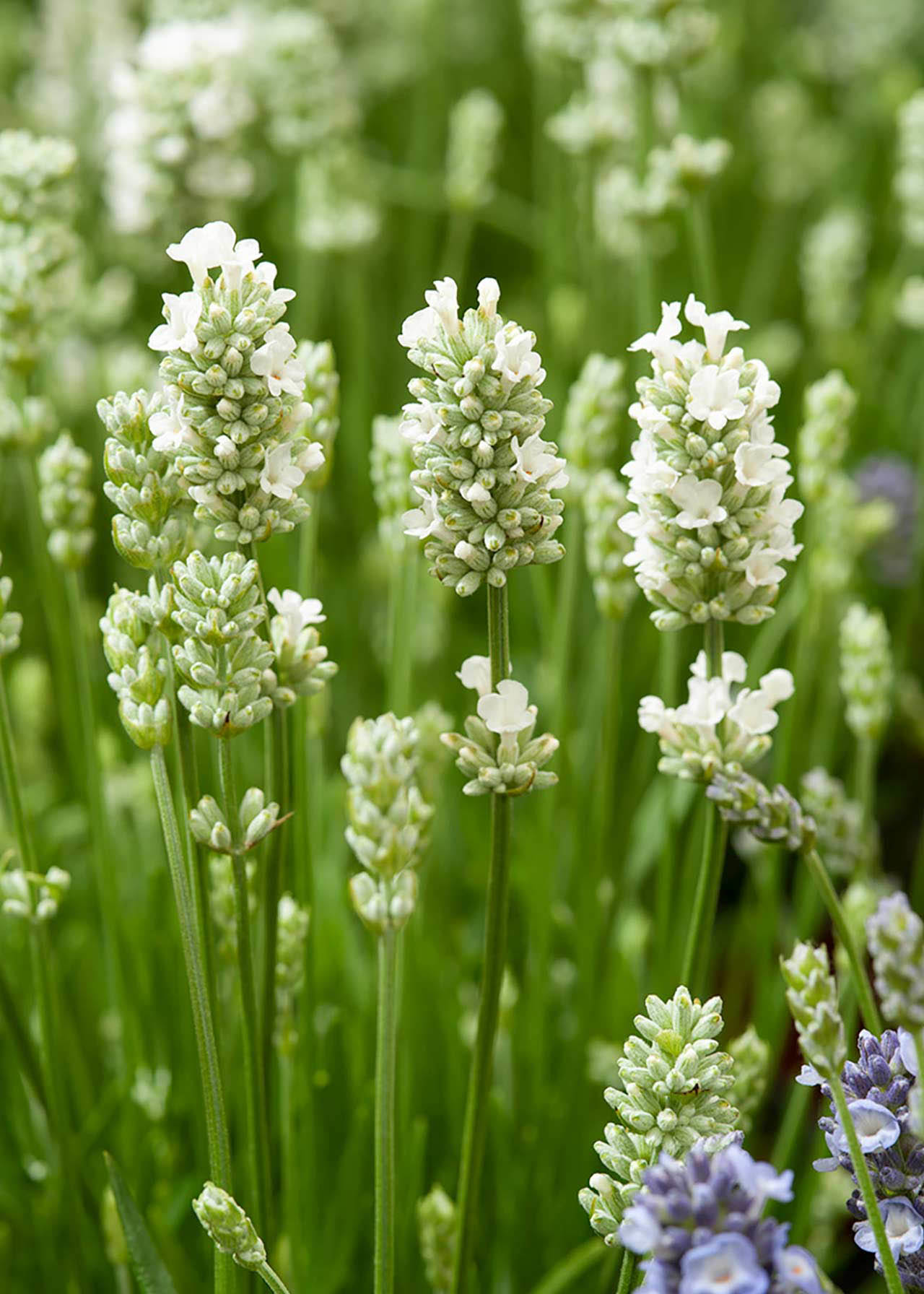 Lavandula Sto. Snow Man 2ltr