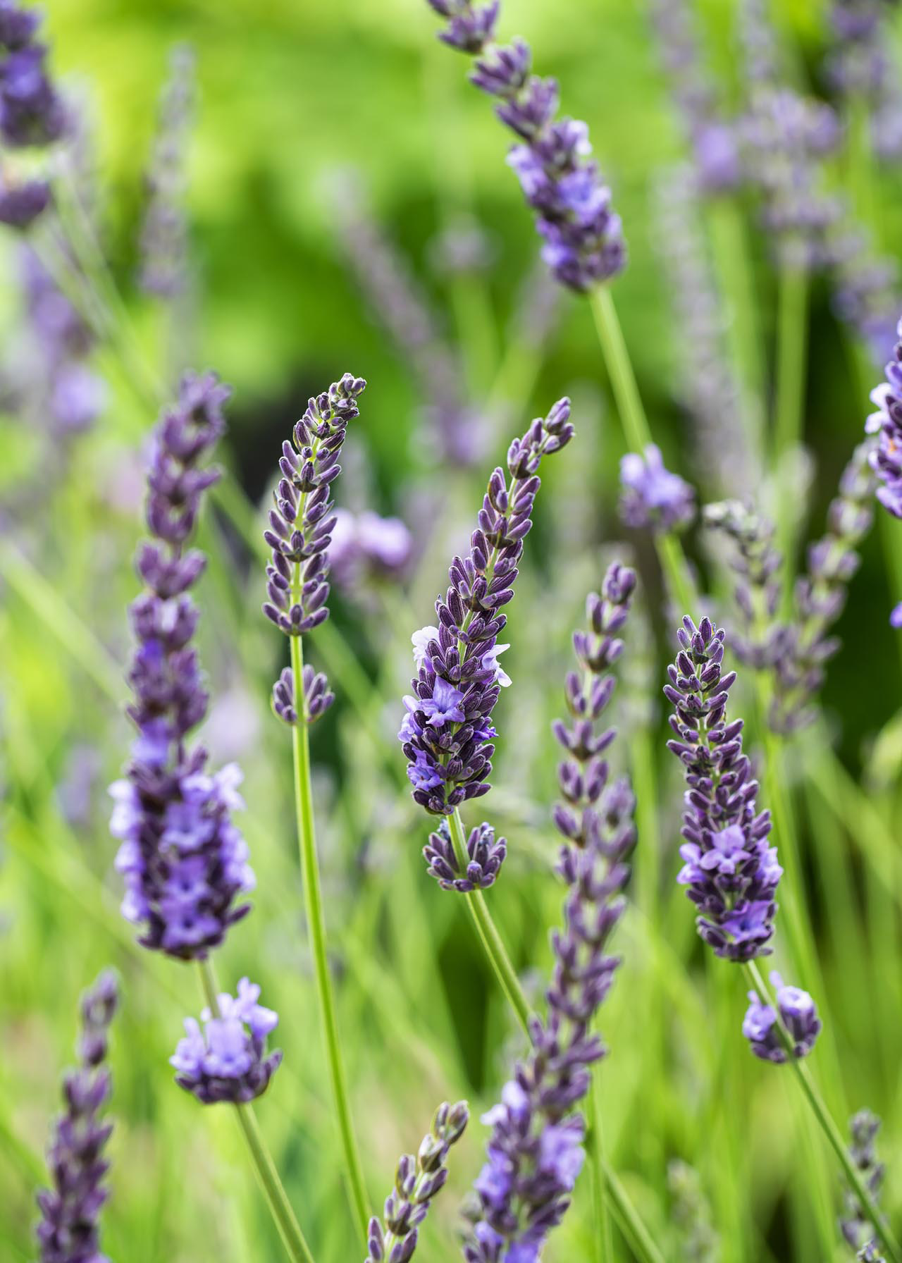 Lavandula X Int. Vera 2ltr