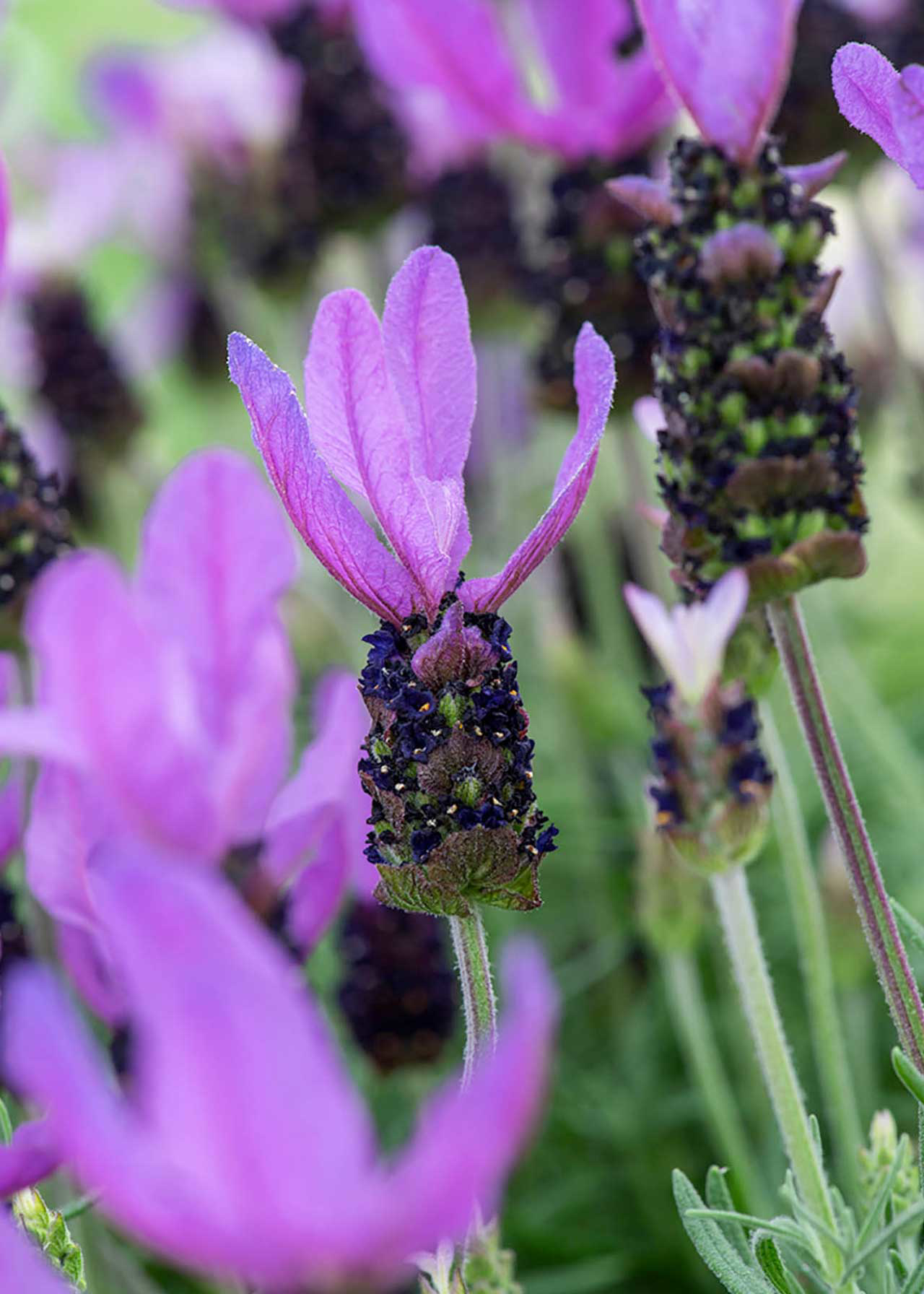 Lavandula Sto. Victory 2ltr