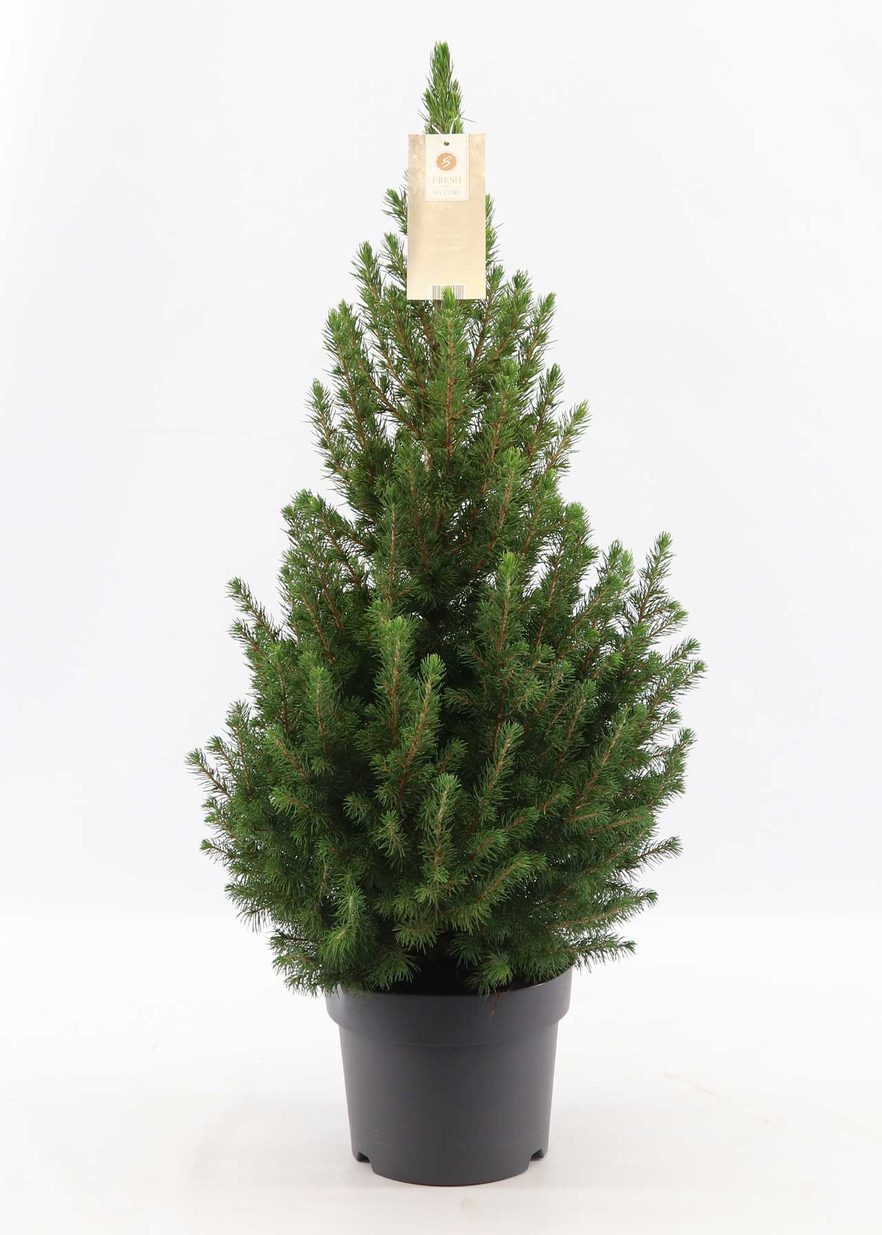 Picea glauca Conica 3ltr
