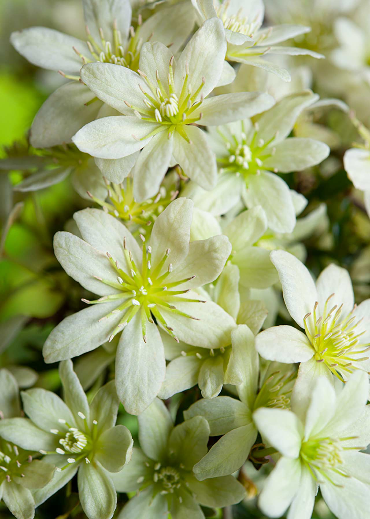 Clematis Pixie 2ltr