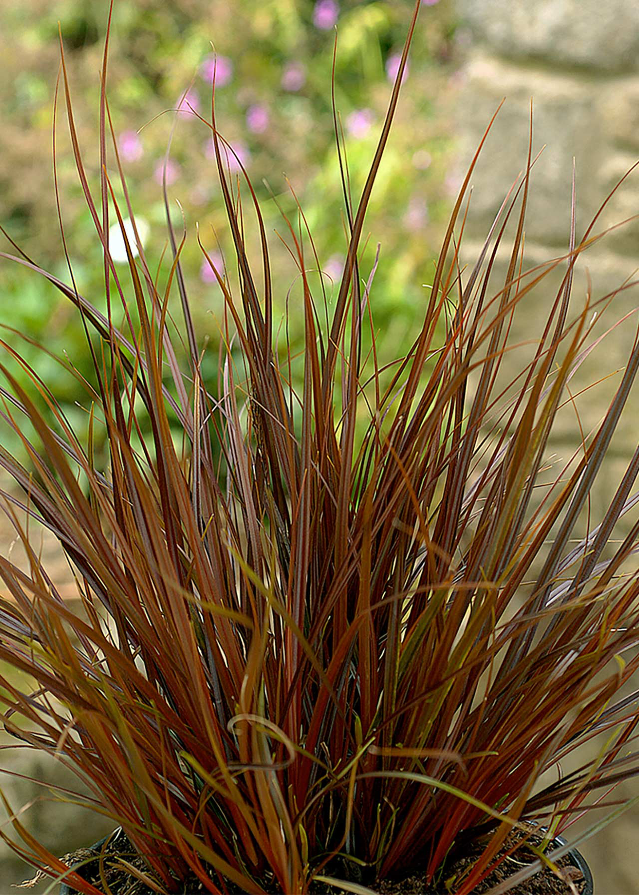 Uncinia Rubra Everflame 1.5ltr