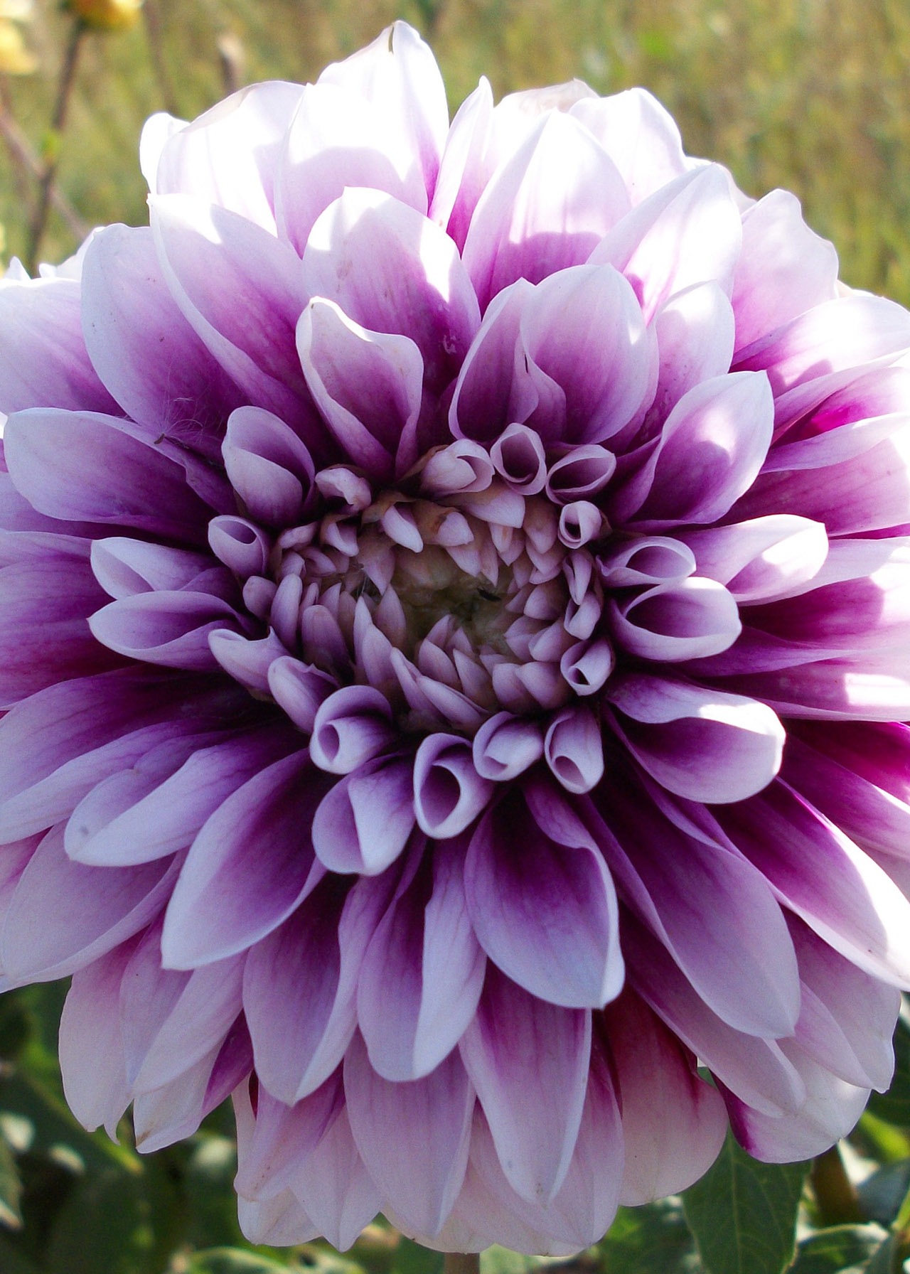 Dahlia Edinburgh Single Pack