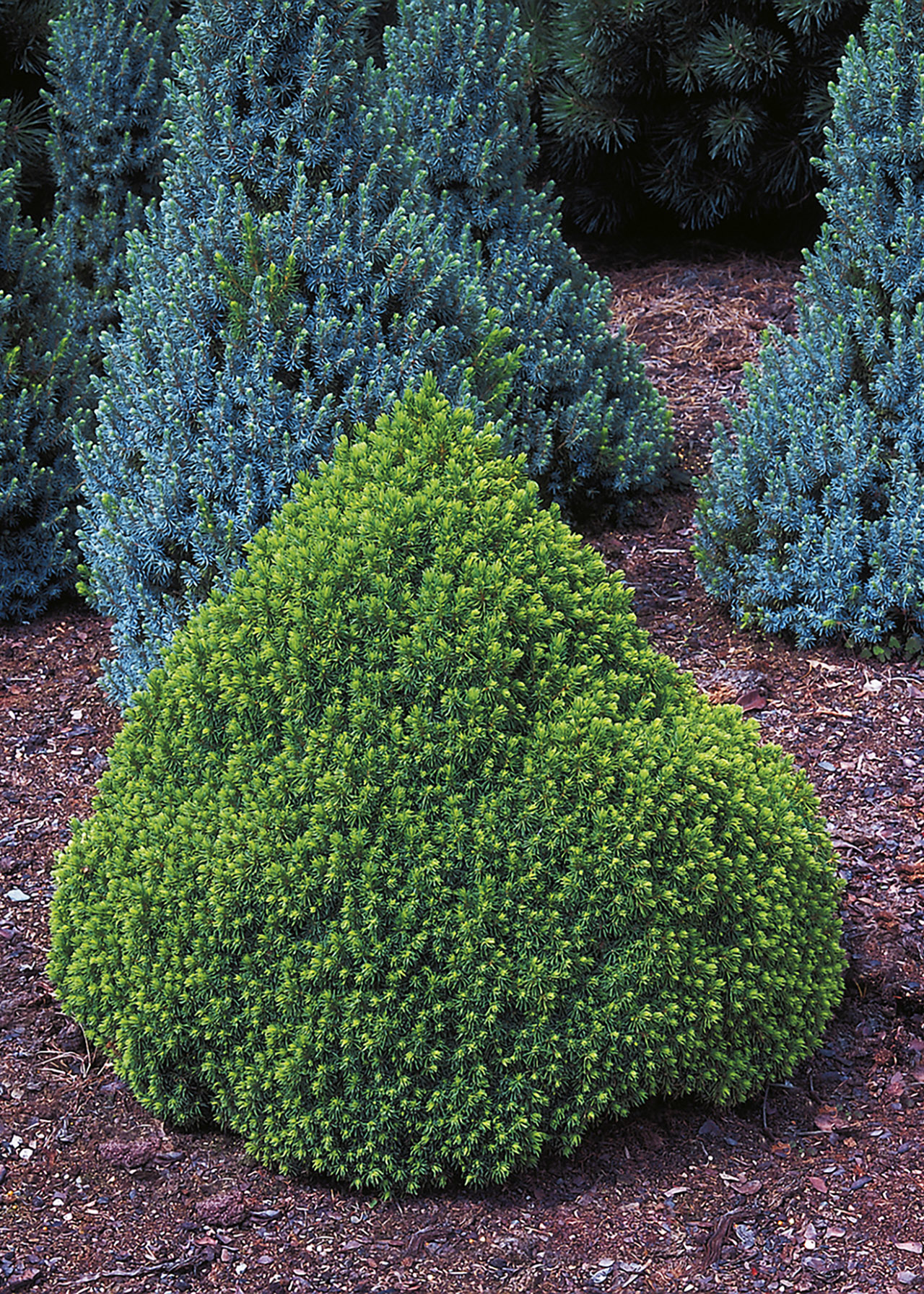 Picea Glauca Alberta Globe 1ltr