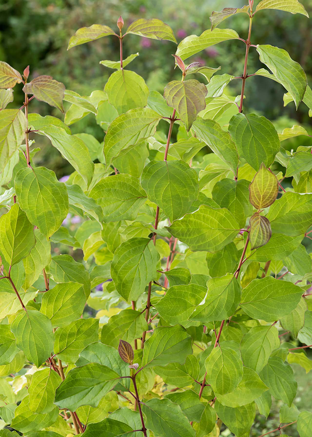 Cornus Winter Beauty 2ltr