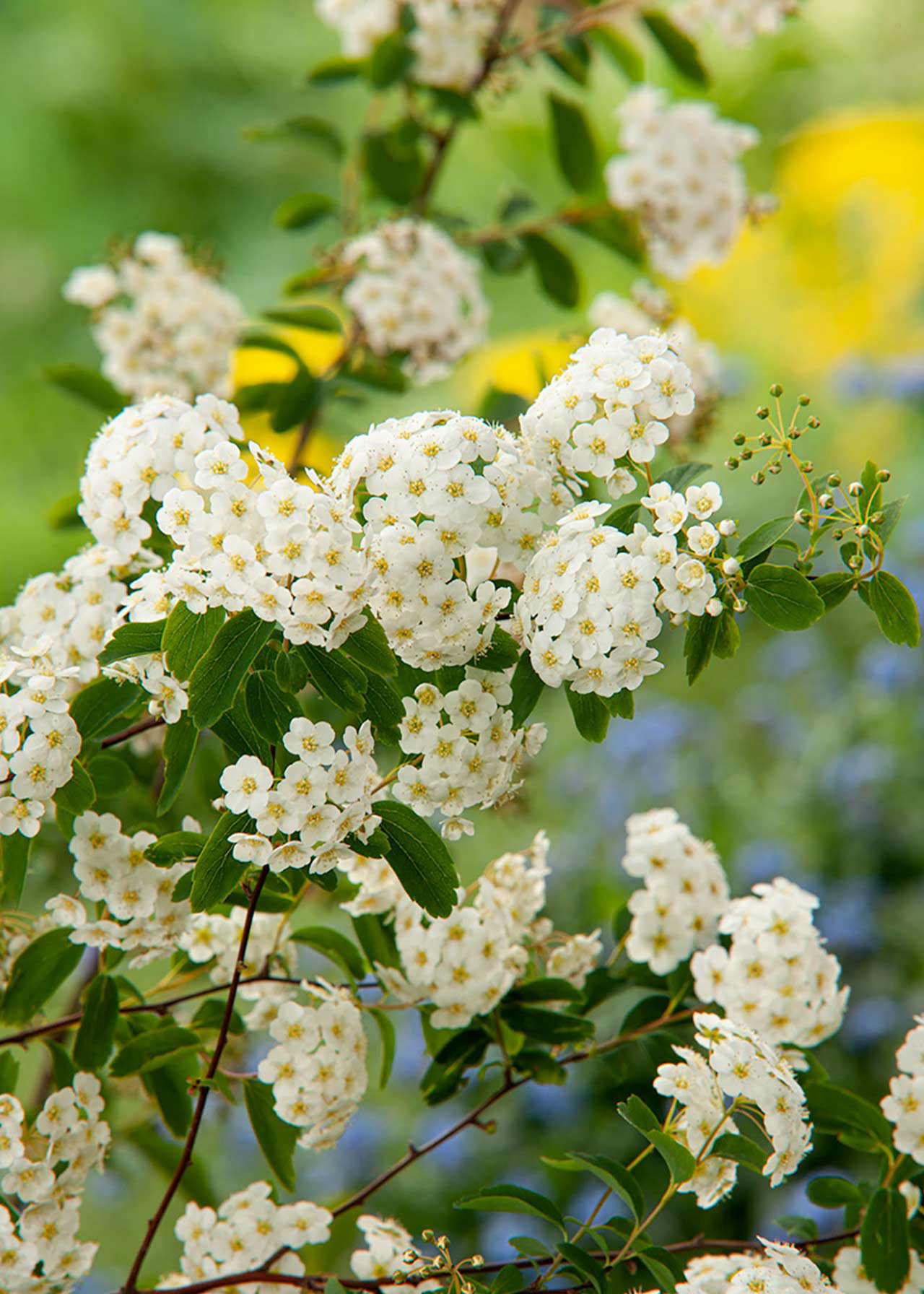 Spiraea Vanhoutei 2ltr