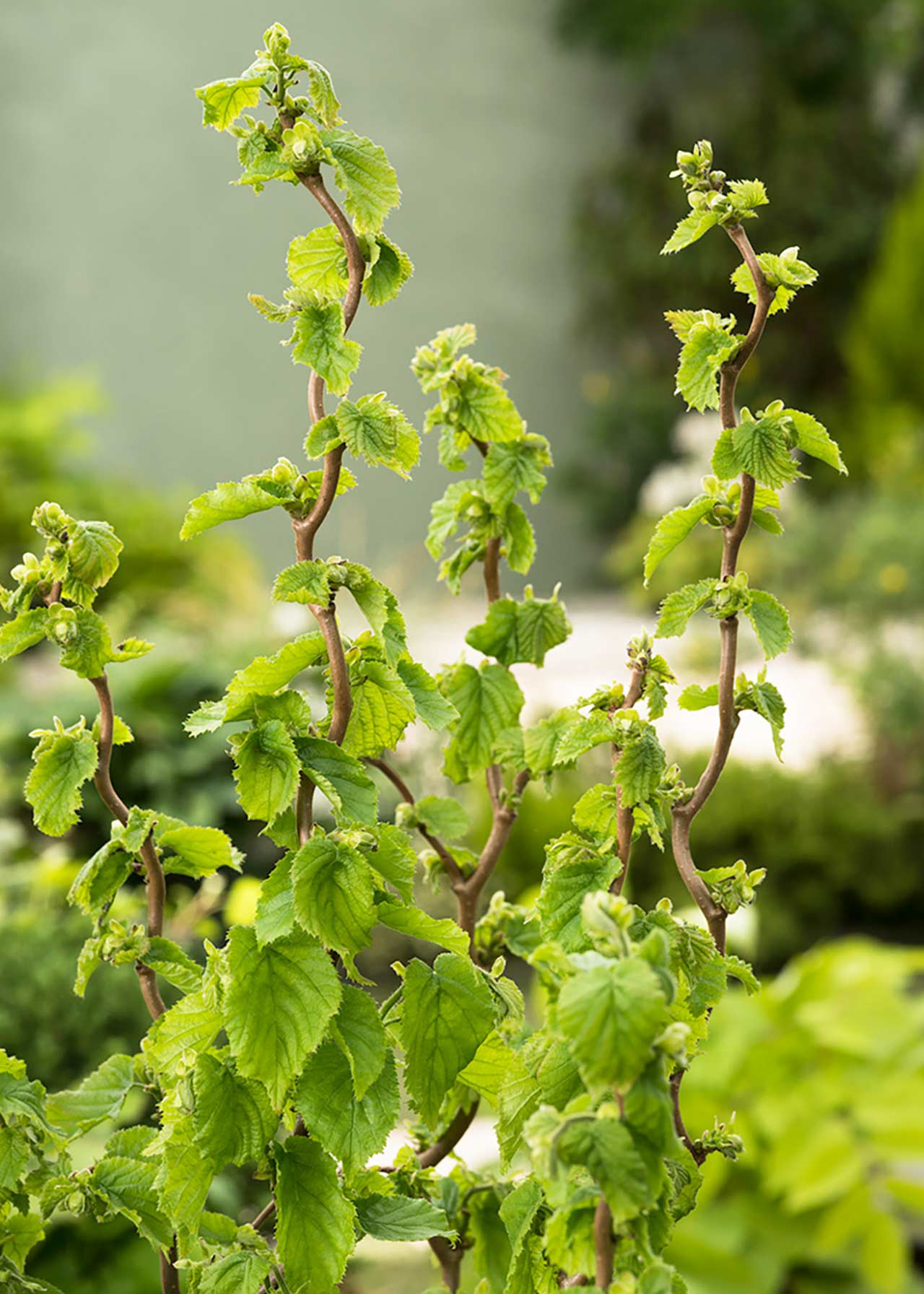 Corylus Avellana Scooter 2ltr