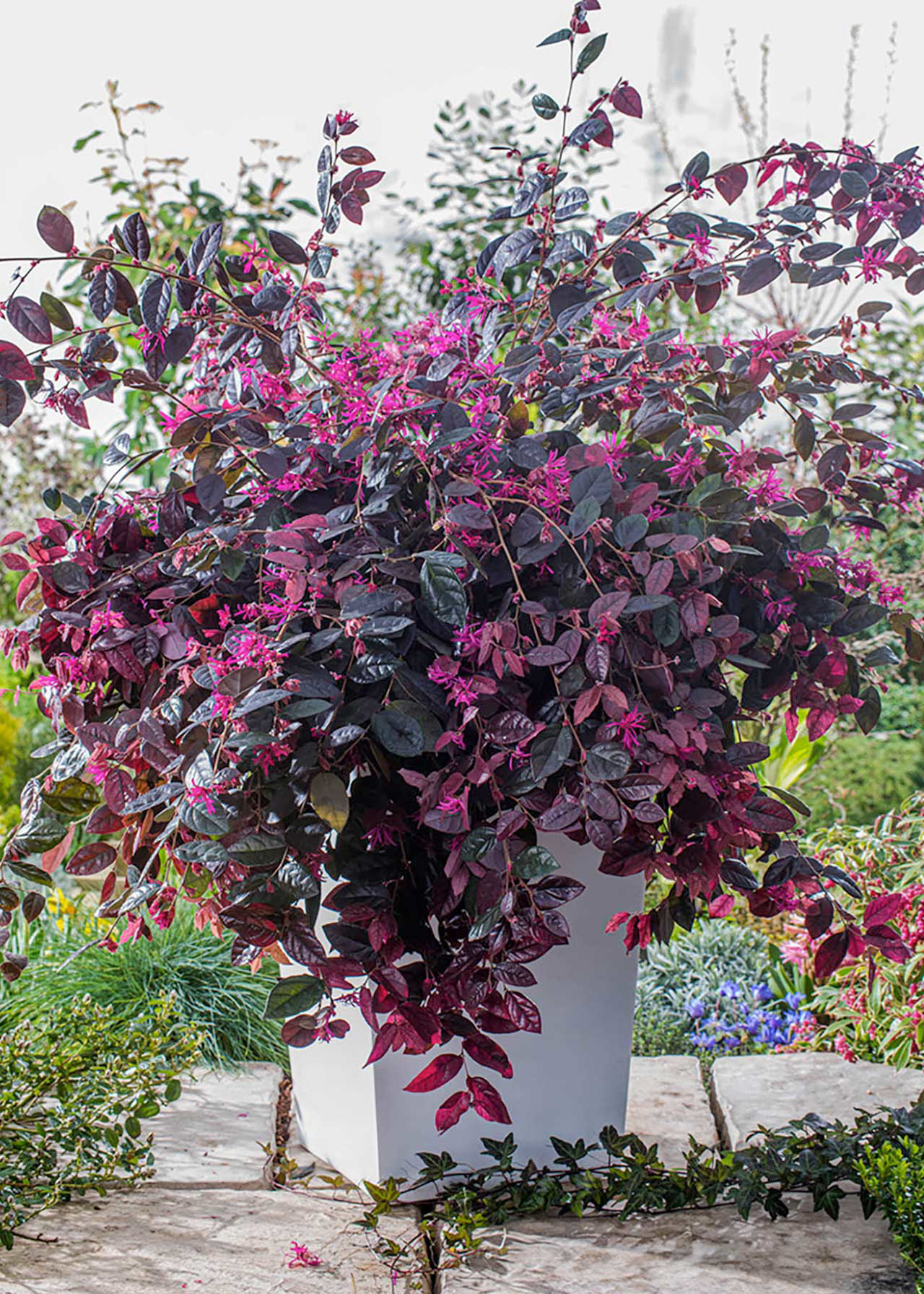 Loropetalum Fire Dance 1.5ltr