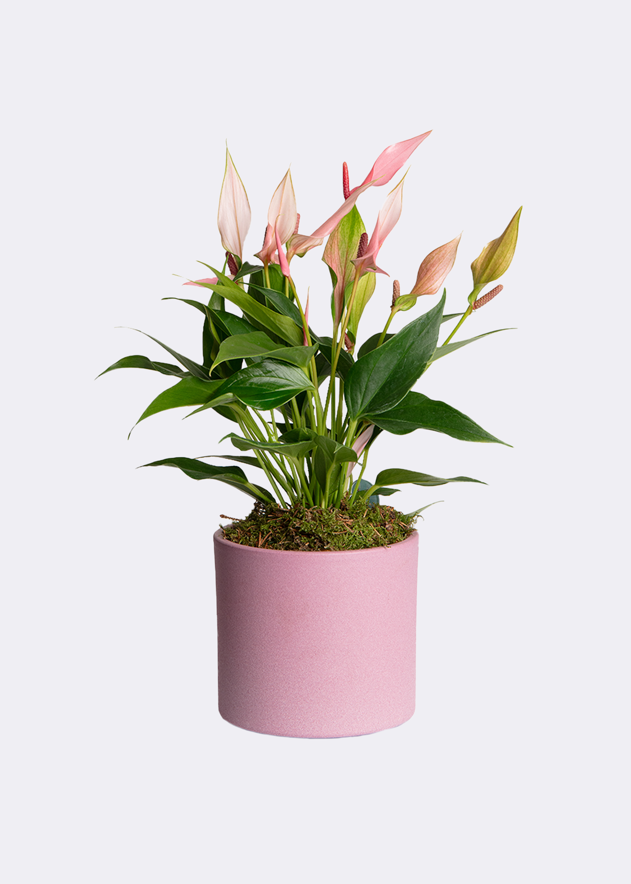 Anthurium Lilli in Pink Pot 12cm