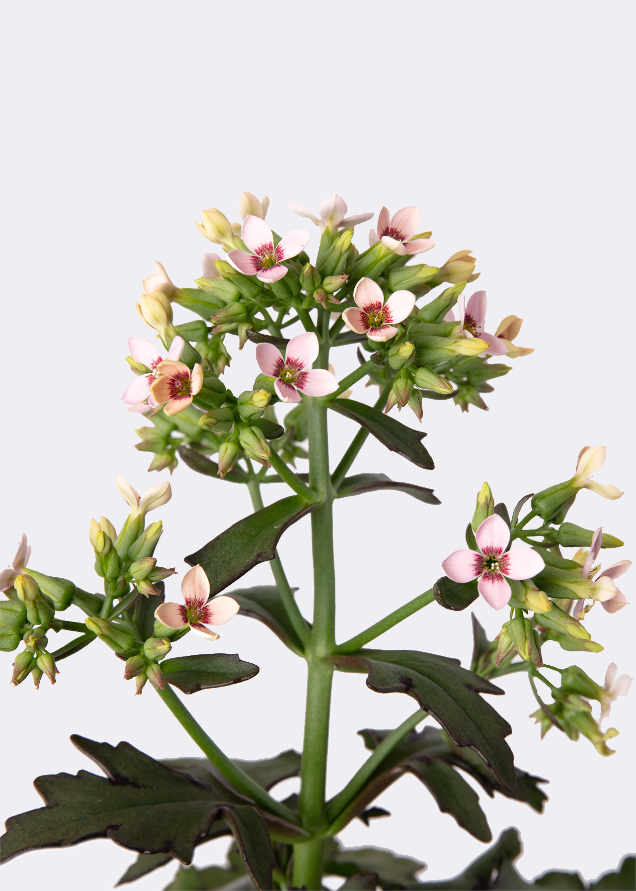 Kalanchoe Femini Pink 14cm