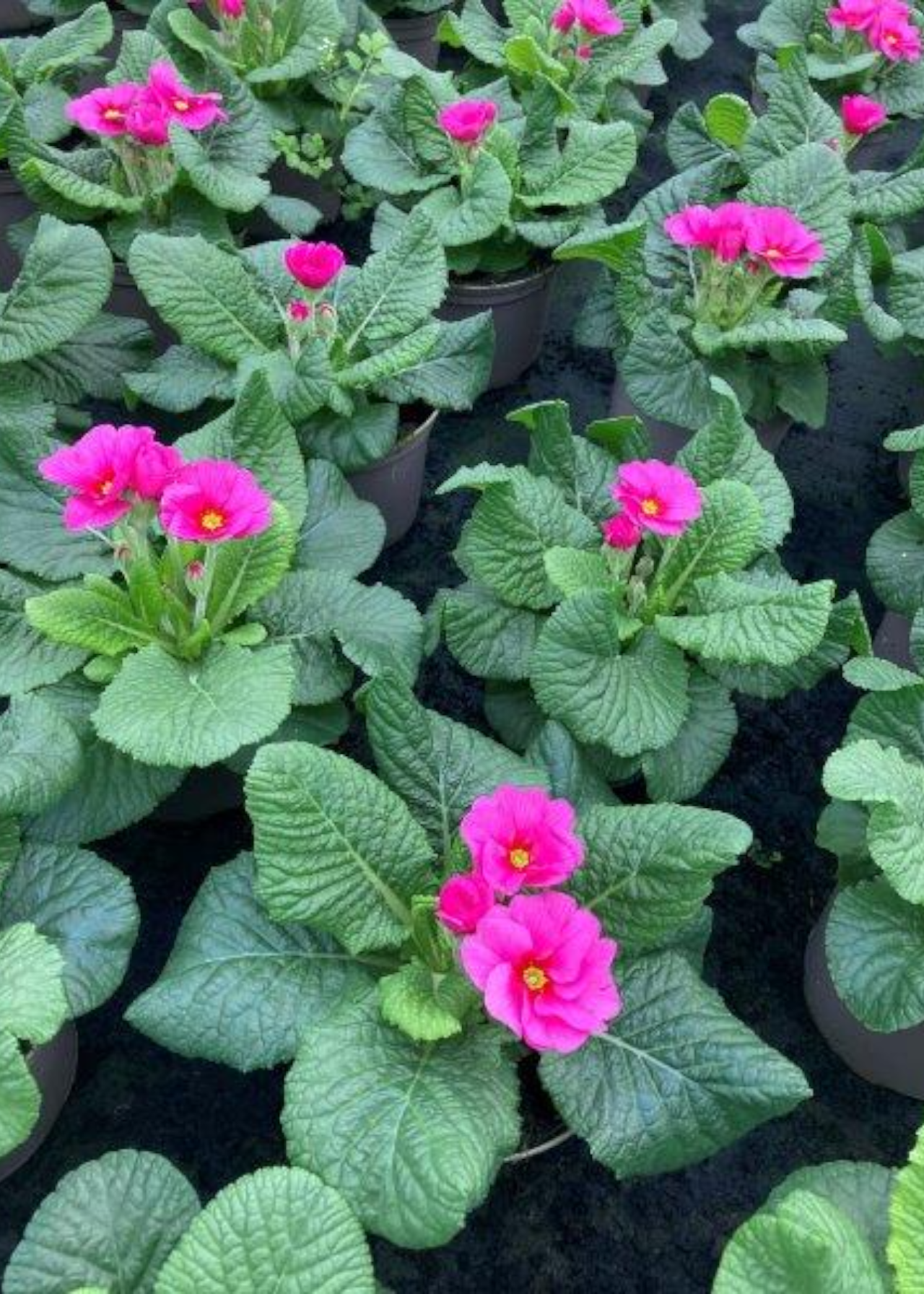 Carry Pack Primrose Raesberry Mixed 6x9cm
