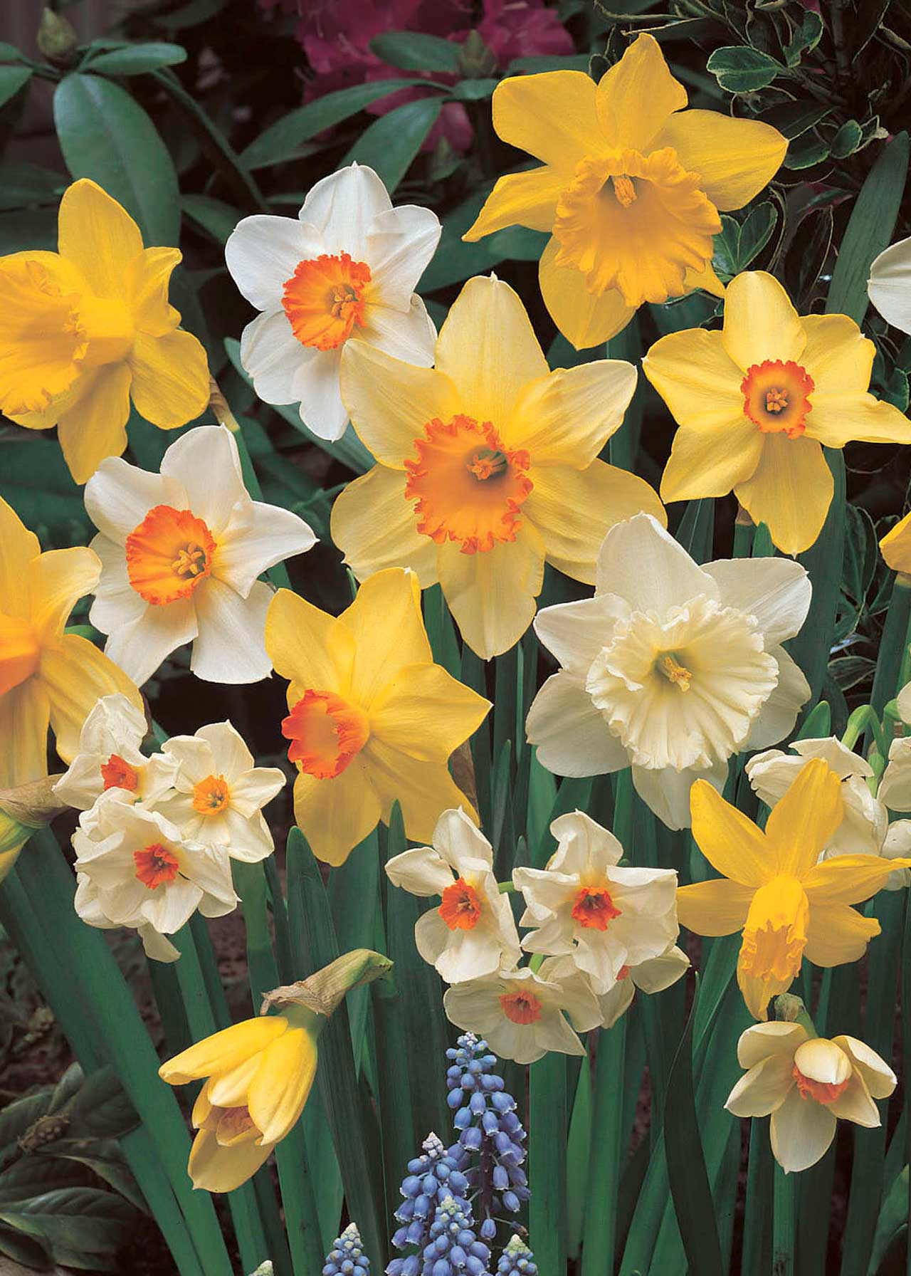 Daffodil (Narcissi) Naturalising Collection Pack of 12