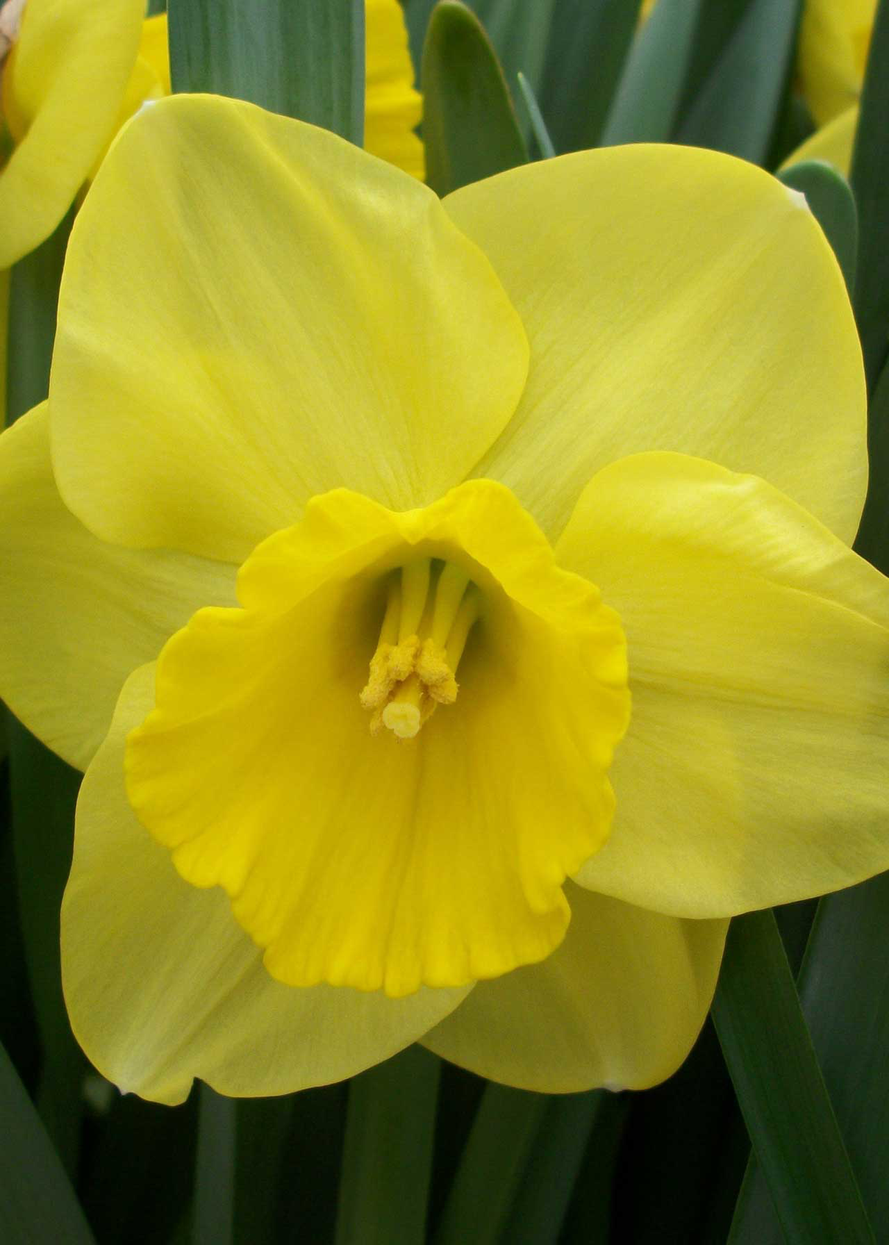 Daffodil (Narcissus) Camelot Pack of 15