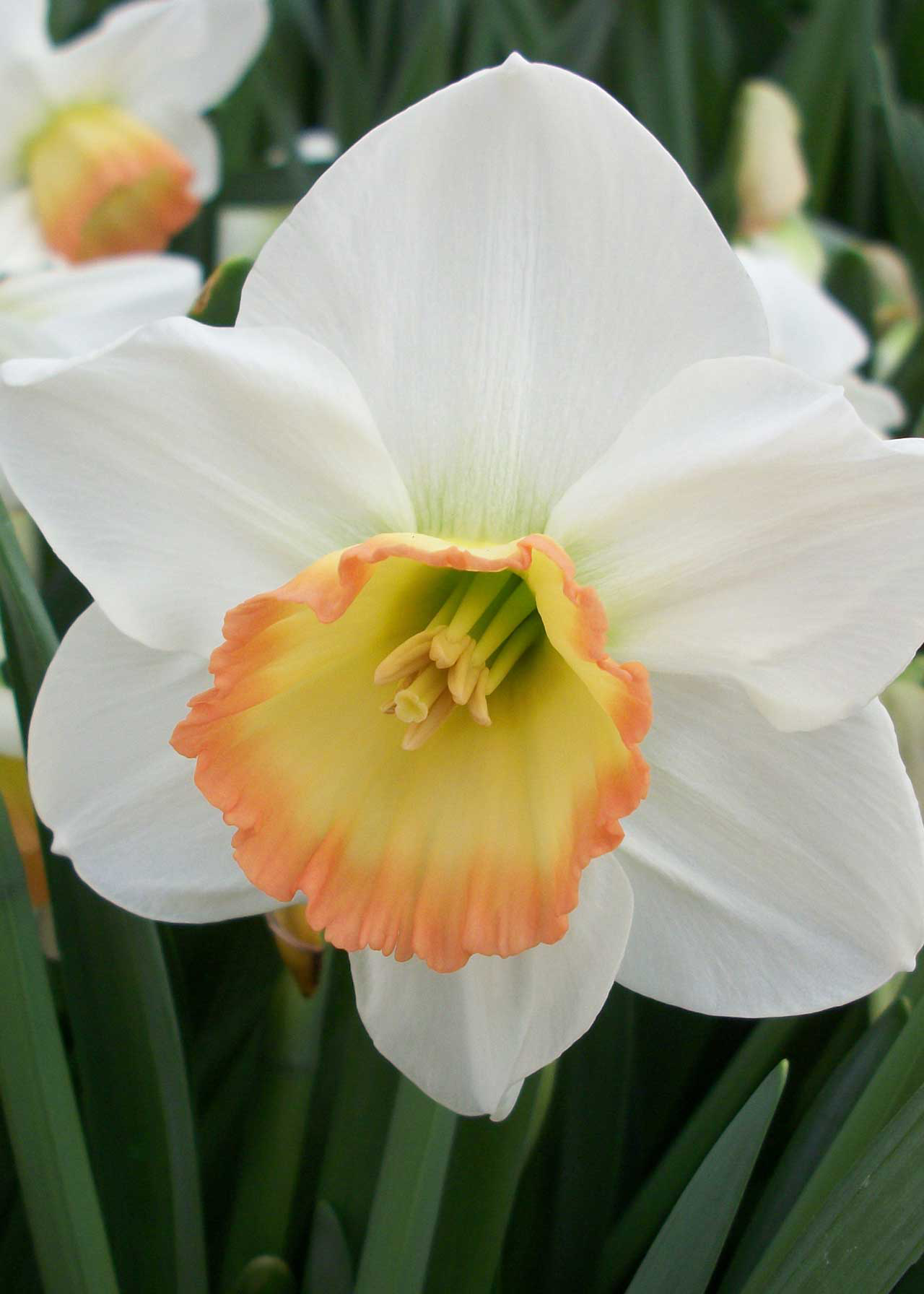 Daffodil (Narcissus) Rainbow Pack of 15