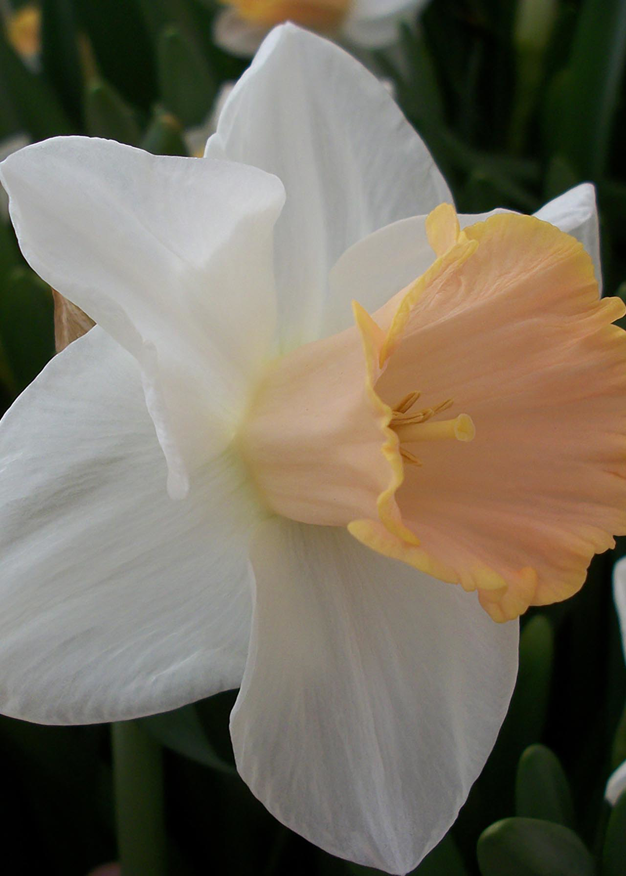 Daffodil Salome Pack of 20