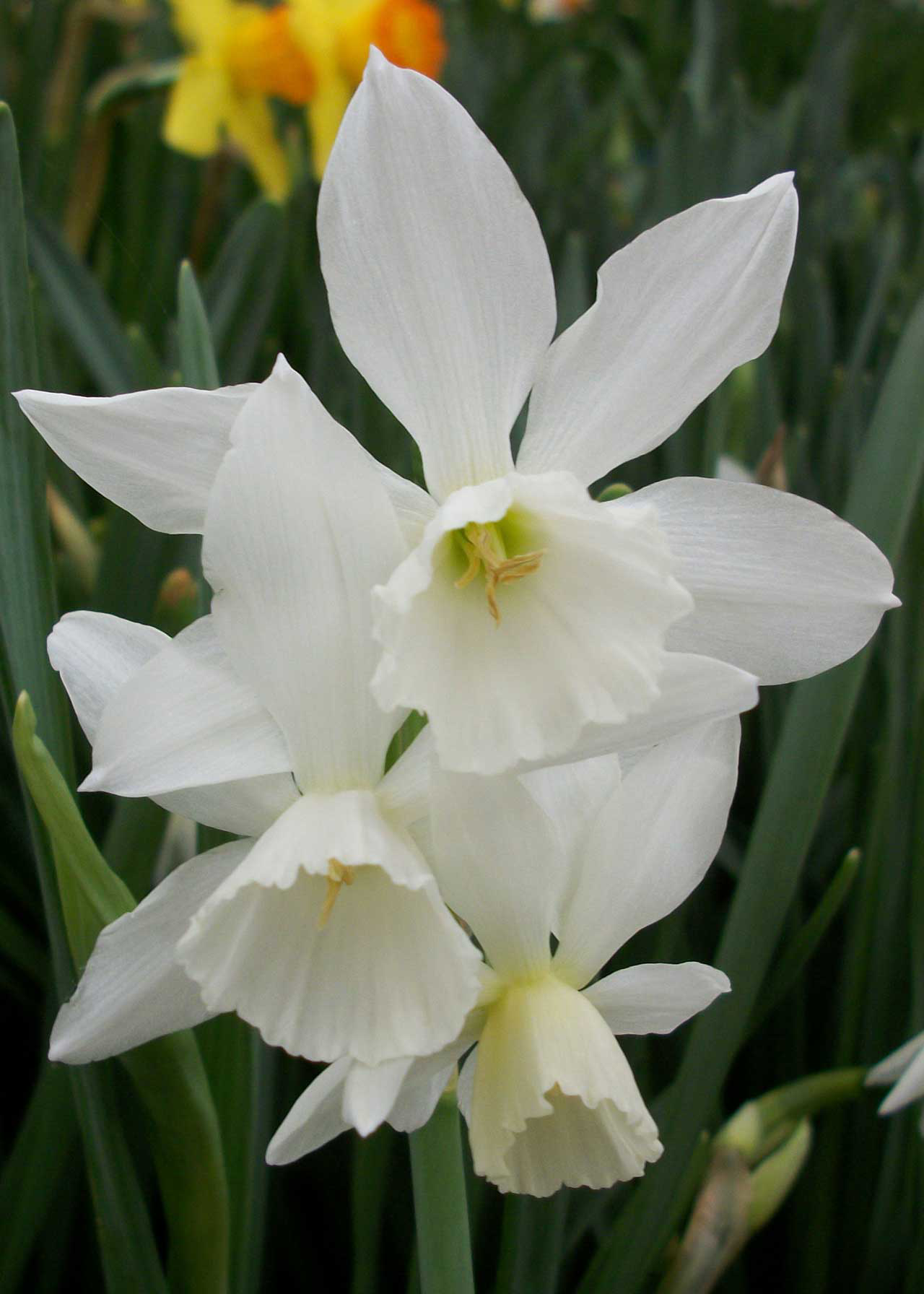 Daffodil (Narcissus) Thalia Pack of 6