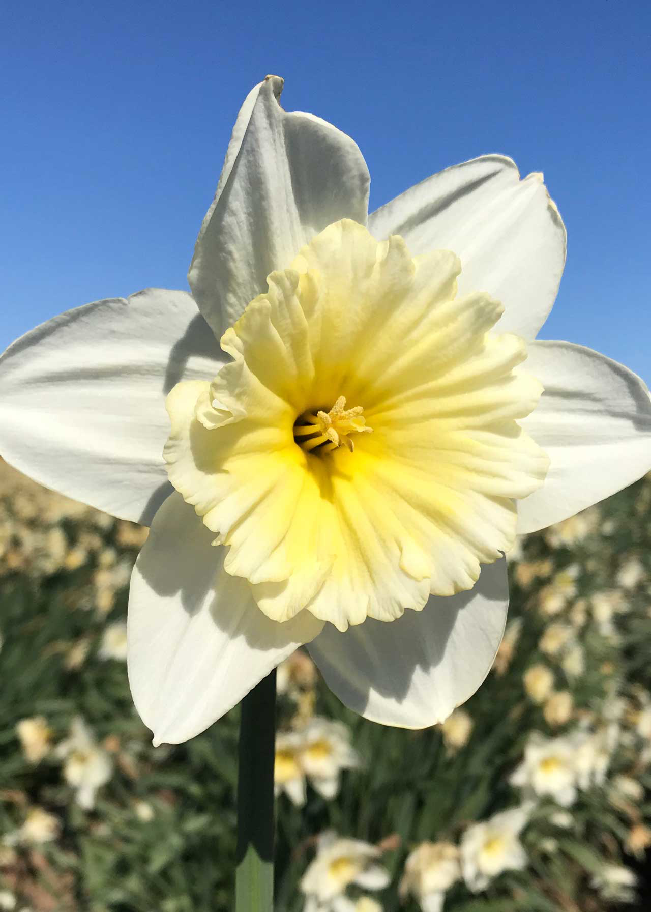 Daffodil Ice Follies Pack of 20