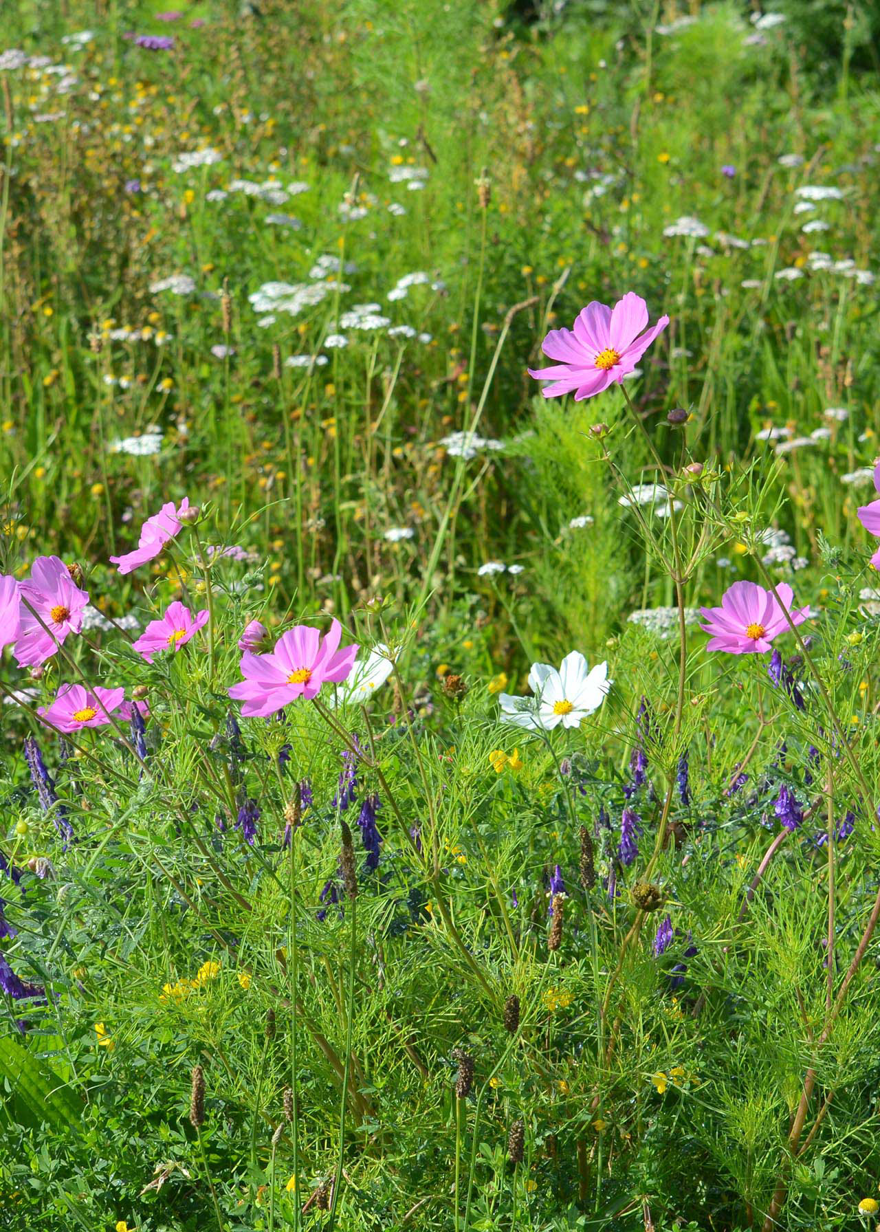 Cottage Garden 10sqm