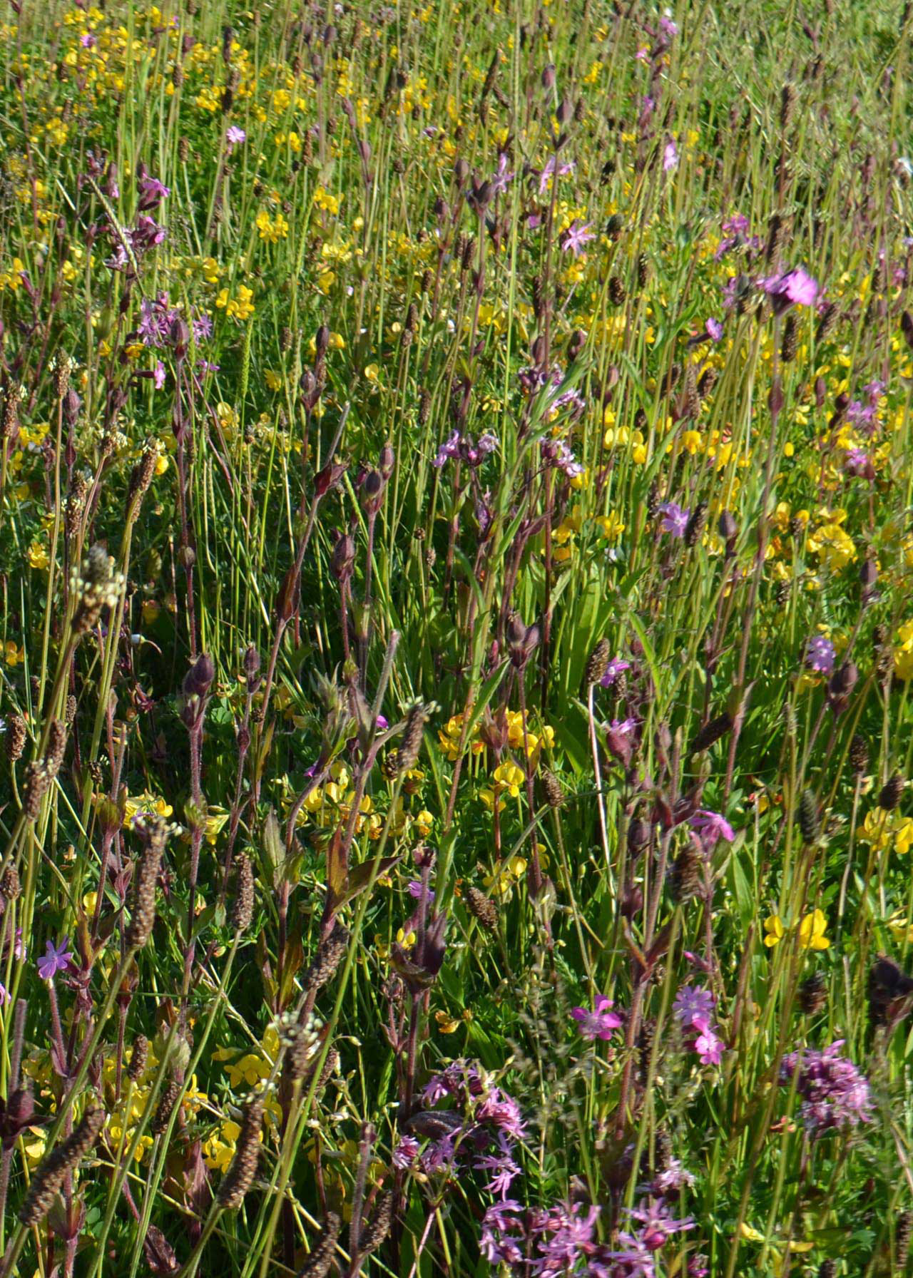 Woodland Shade 10sqm