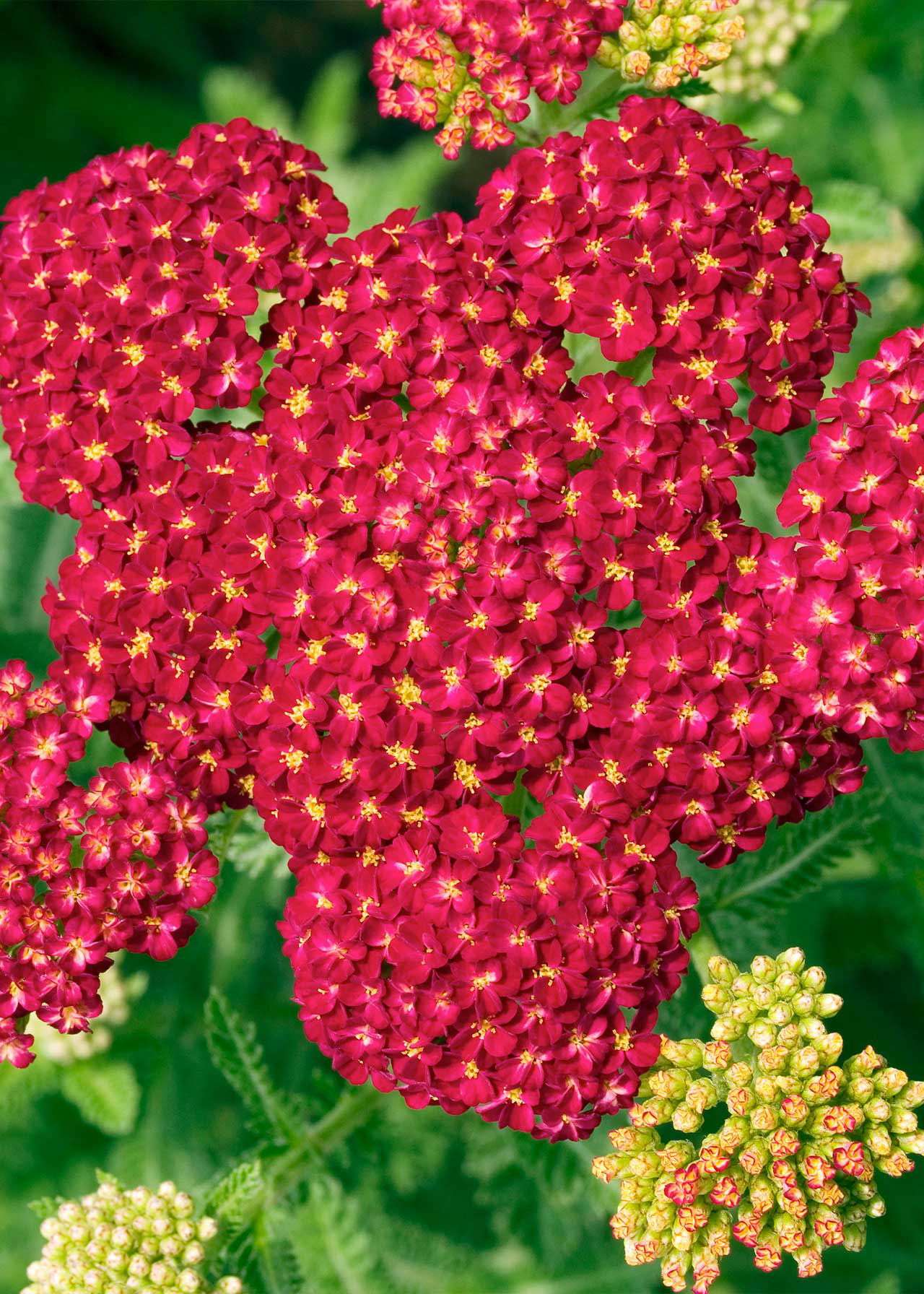 Achillea Stawberry Seduction 1ltr