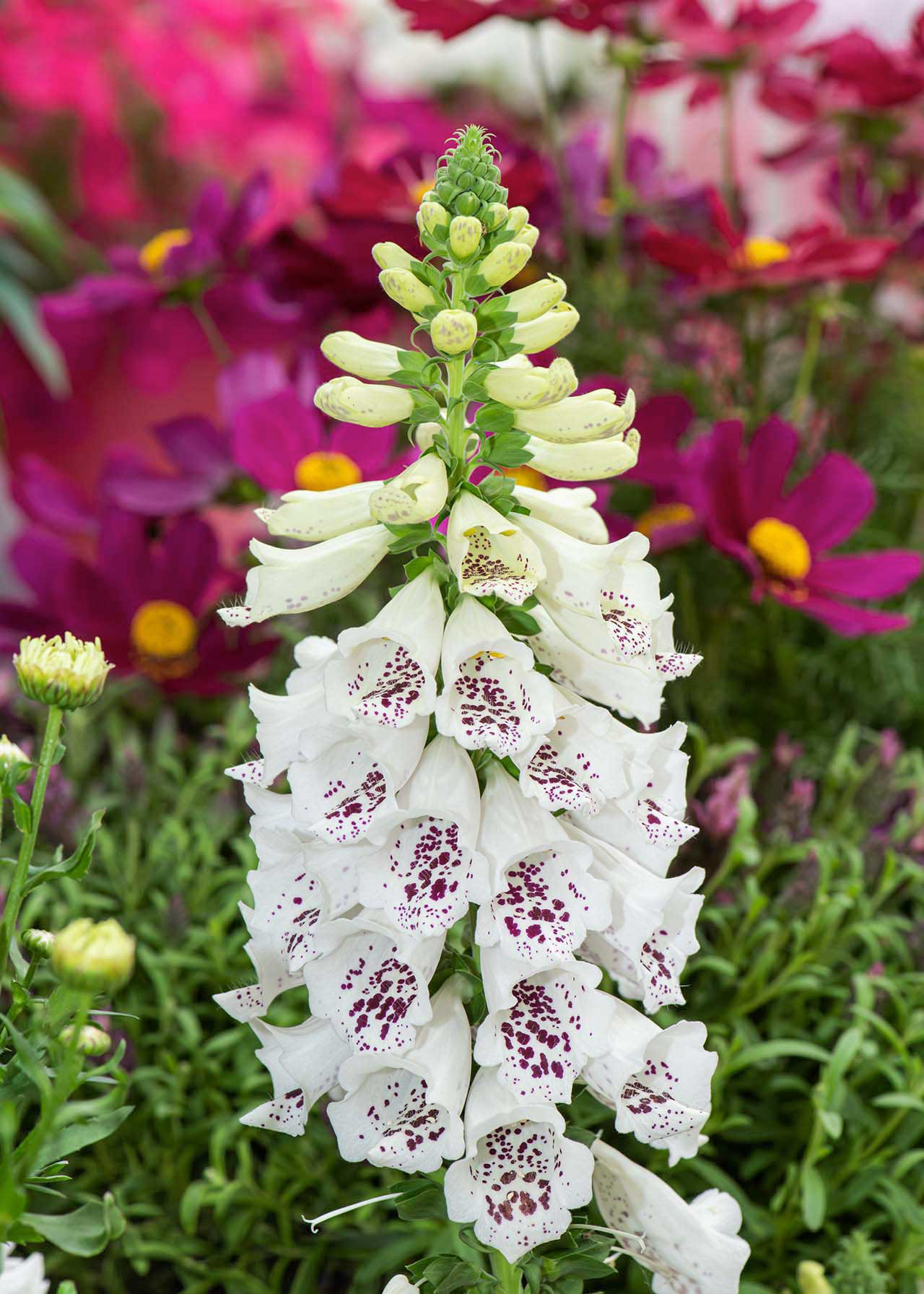 Digitalis Pams Choice 1ltr