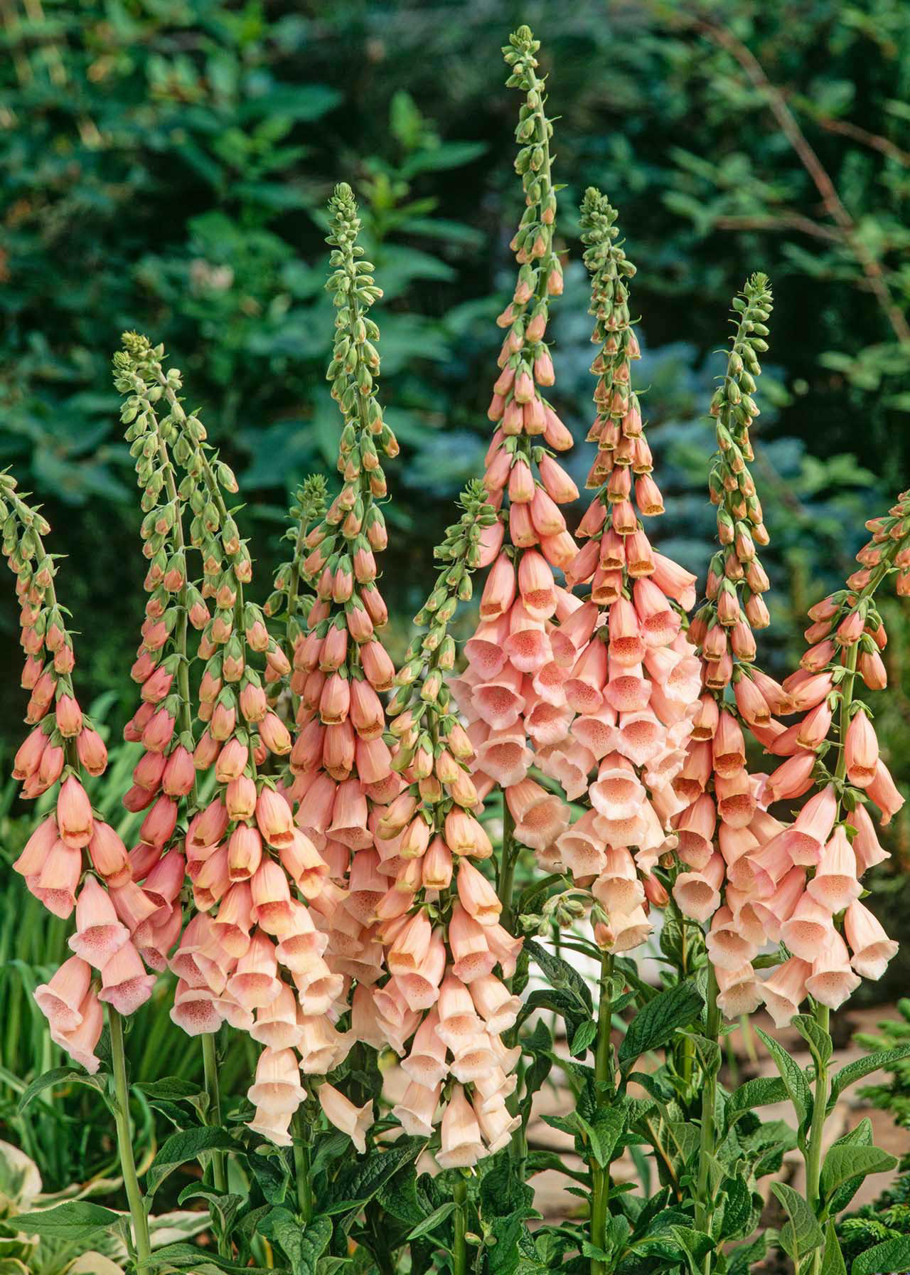 Digitalis Suttons Apricot 1ltr