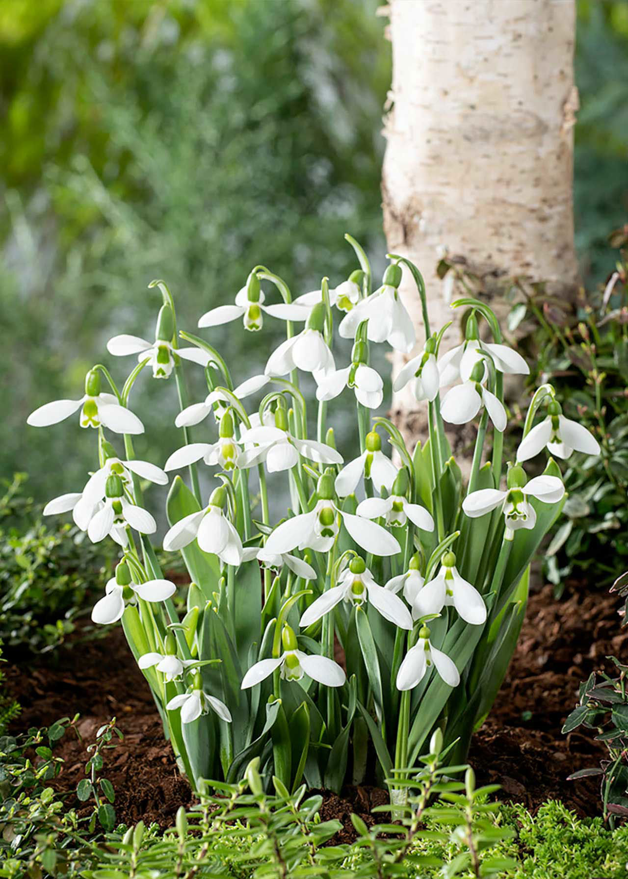Snowdrop Woronowii 4pk