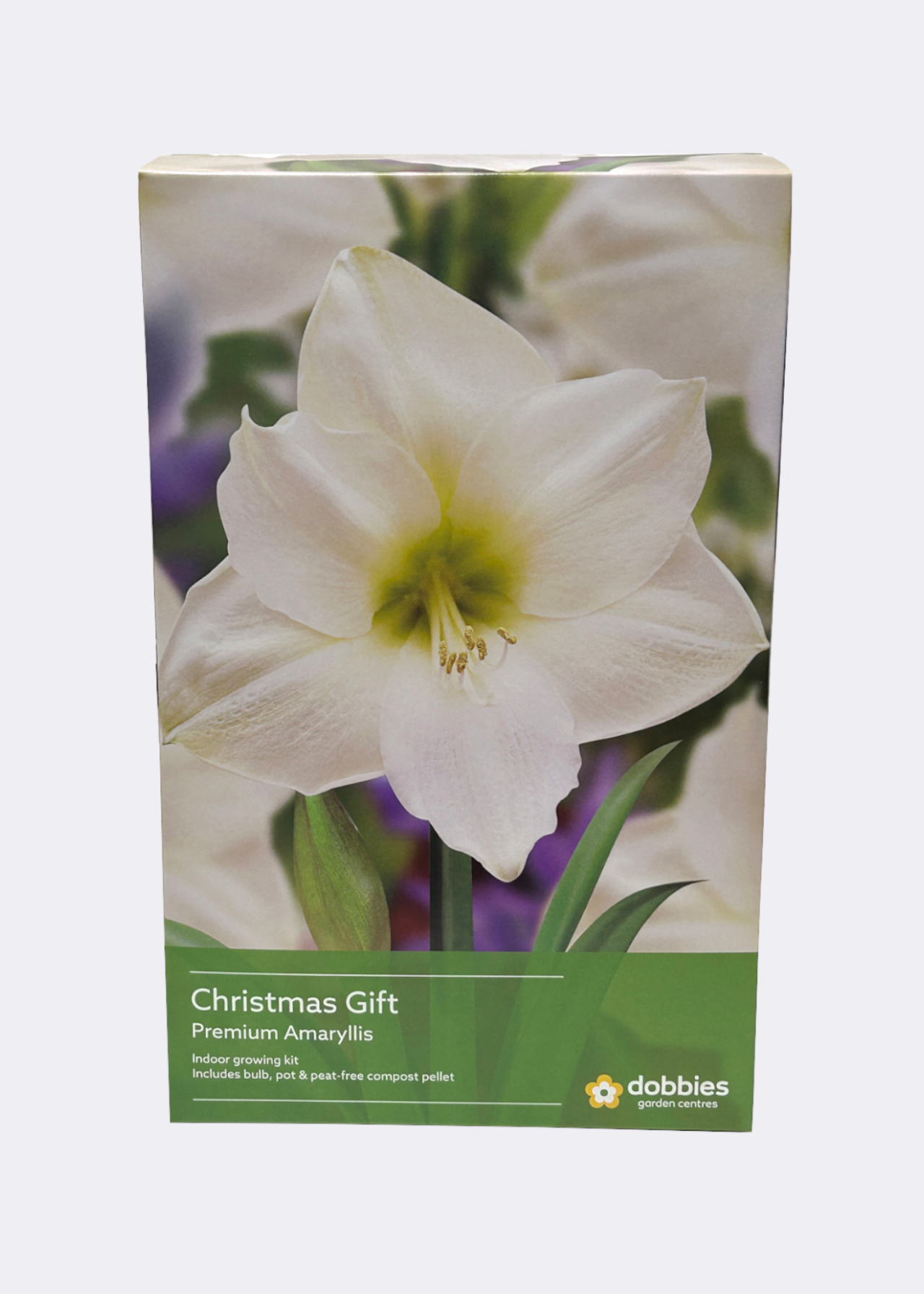 Amaryllis Christmas Gift single pack
