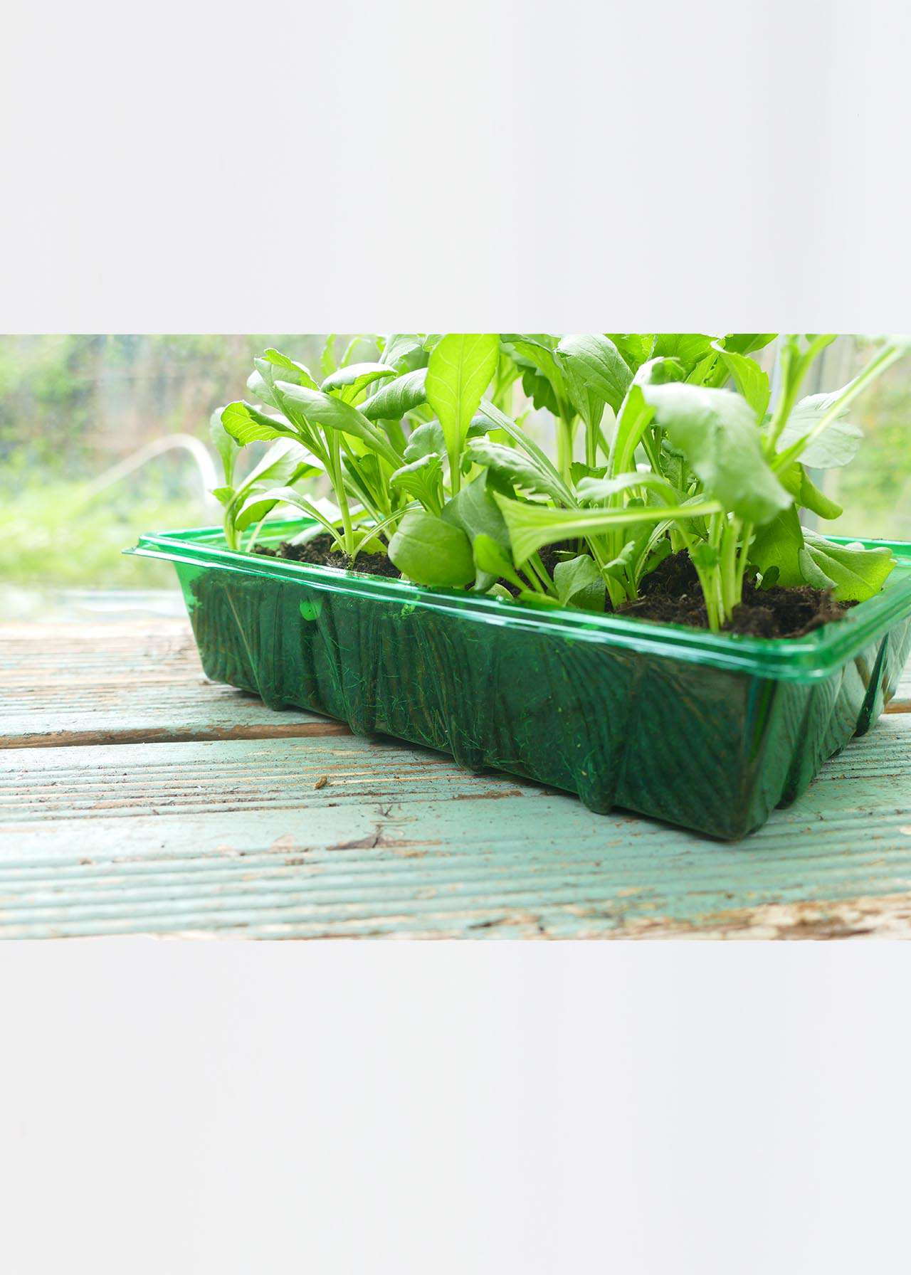 Gro-Sure Visiroot Seed Tray 4pk