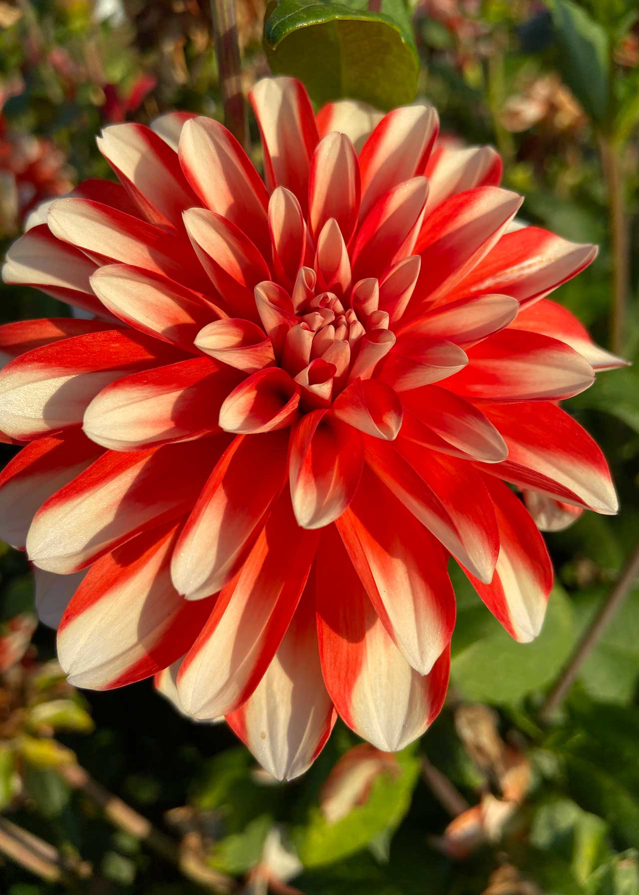 Dahlia Dynamite Single Pack