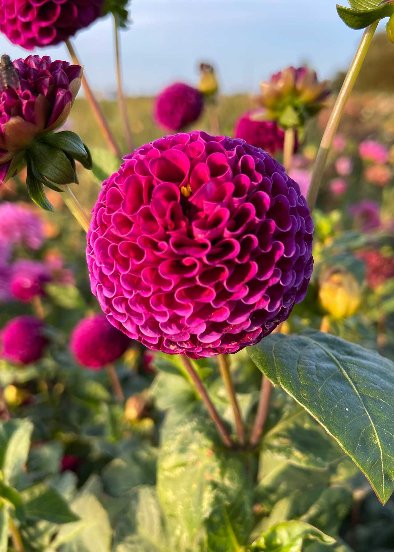 Dahlia Rocco Single Pack