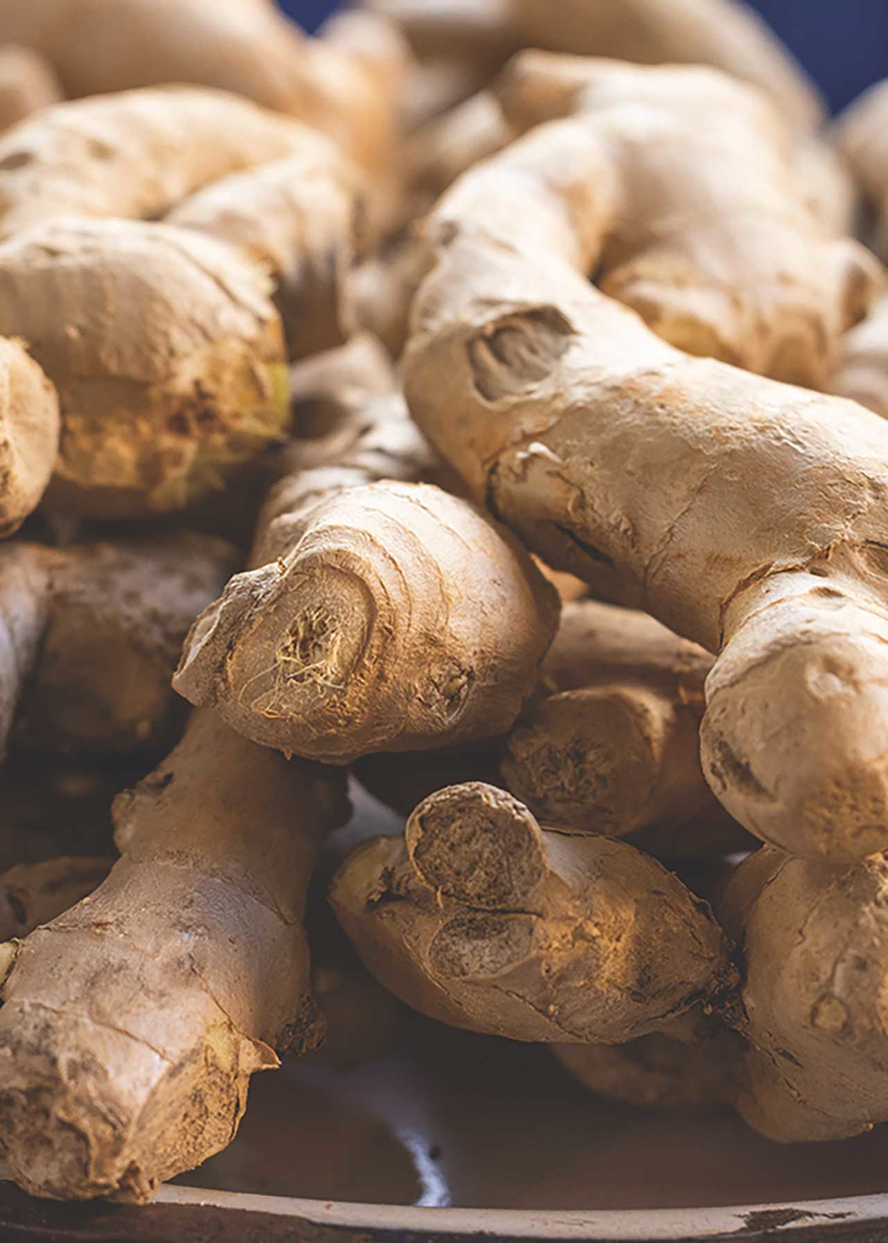 Ginger (Zingiber officinale) Single Pack