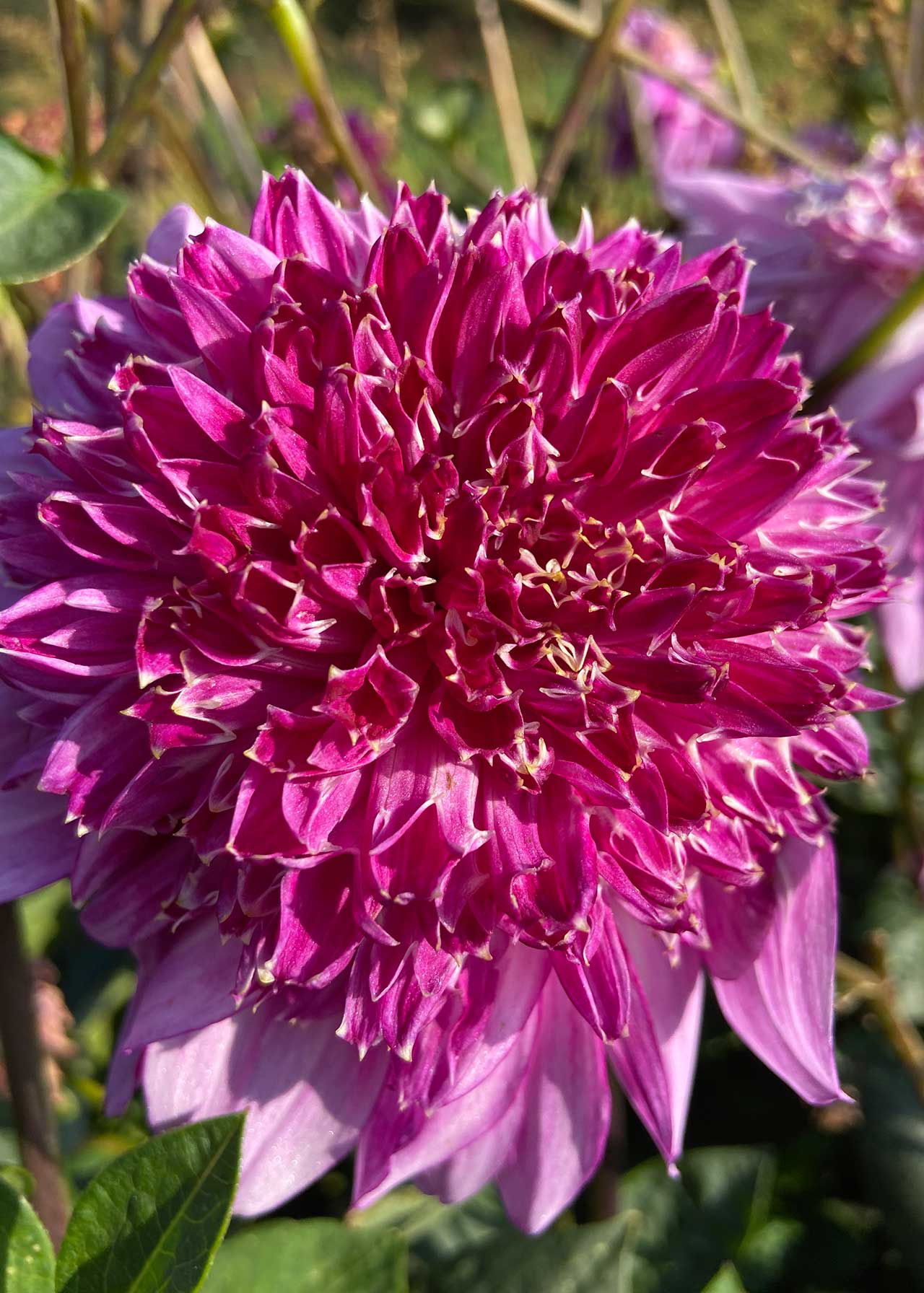 Dahlia Mambo Single Pack